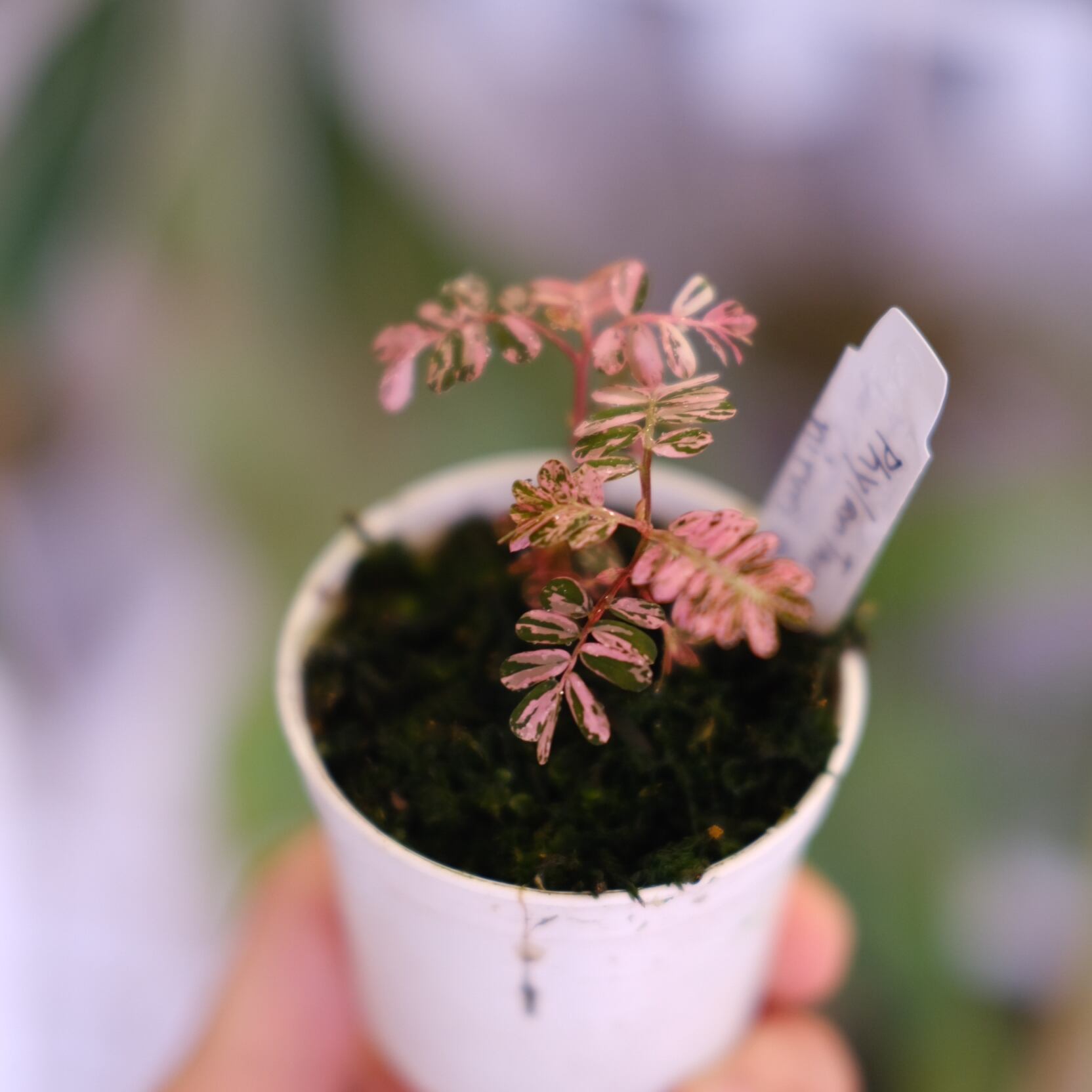 Phyllanthus urinaria 'Pink Variegated'│フィランサス・ウリナリア