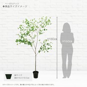 ヘーゼルナッツ［人工観葉植物・フェイクグリーン］