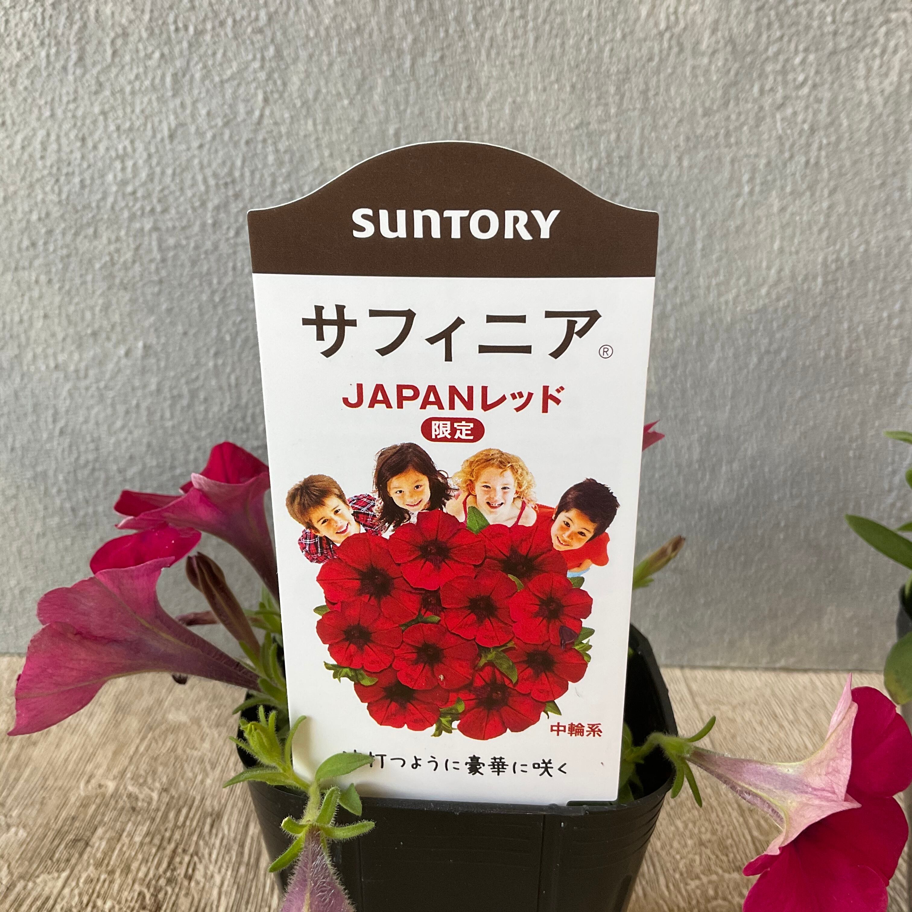 サフィニア 選べる 3色 橋本種苗園