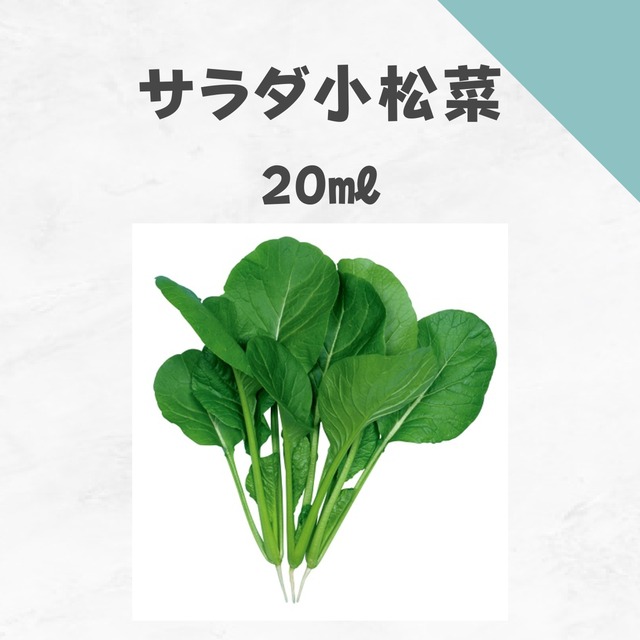 サラダ小松菜　コマツナ種子・20㎖