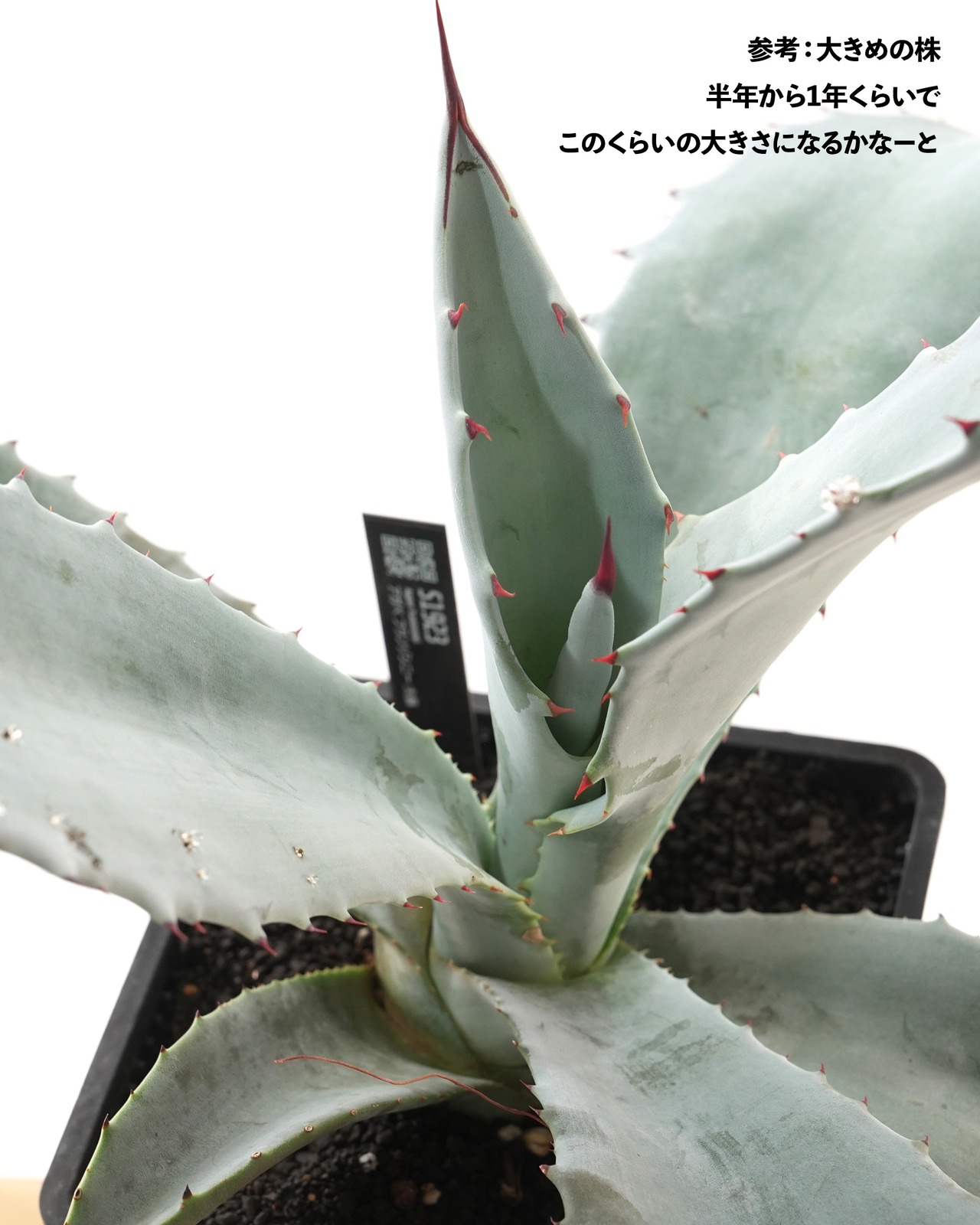 カット苗 アガベ フランゾシニー ミニ株 Agave franzosini