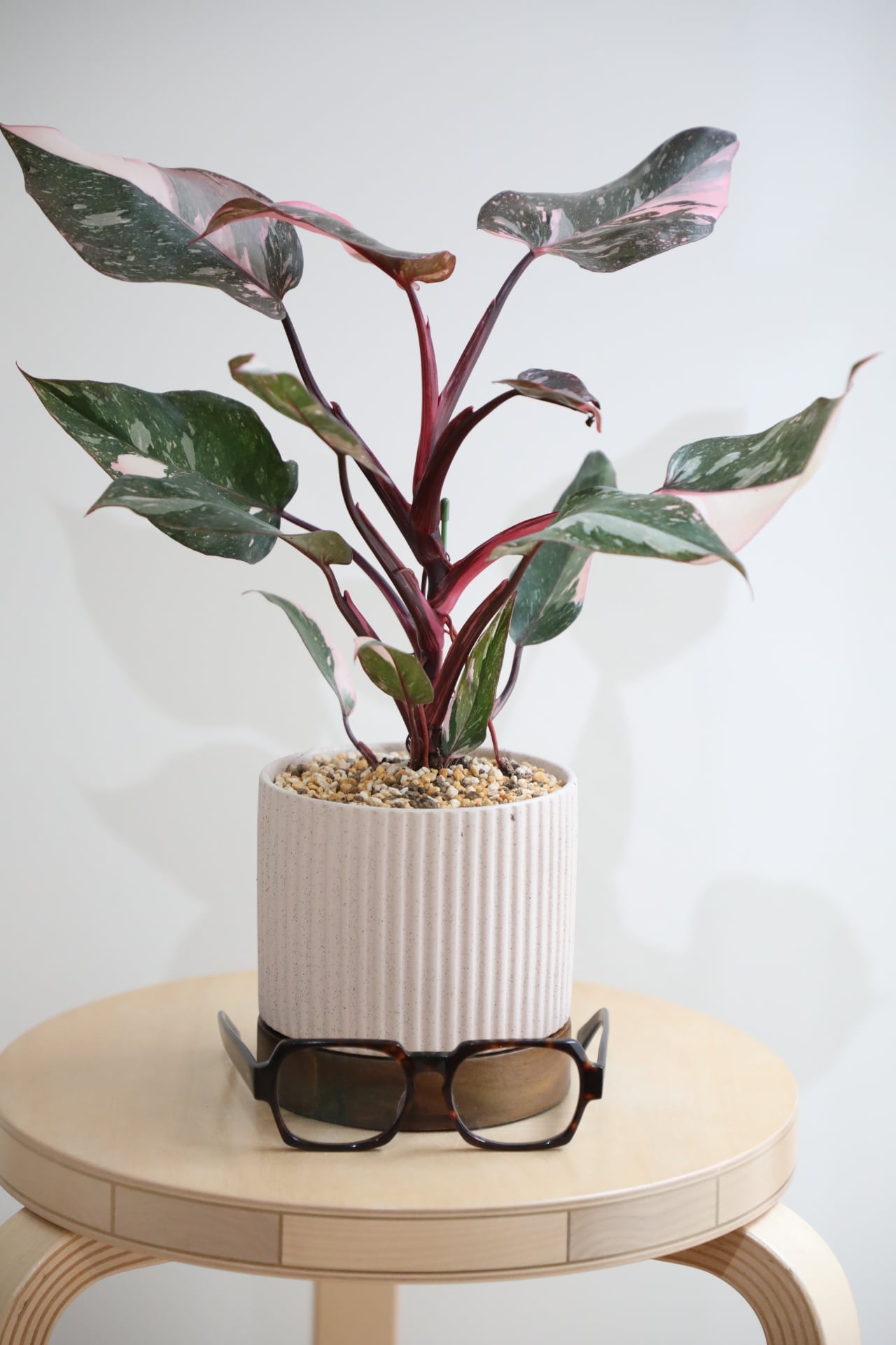 M】フィロデンドロン ピンクプリンセス/Philodendron Pink Princess