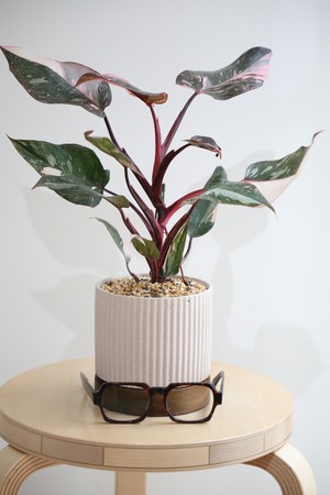 【M】フィロデンドロン ピンクプリンセス/Philodendron Pink Princess