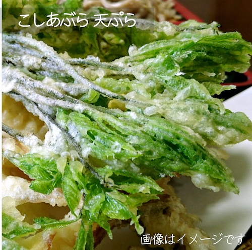 4月の山菜　こしあぶら　約50ｇ　朝採り直売野菜　5月上旬発送予定