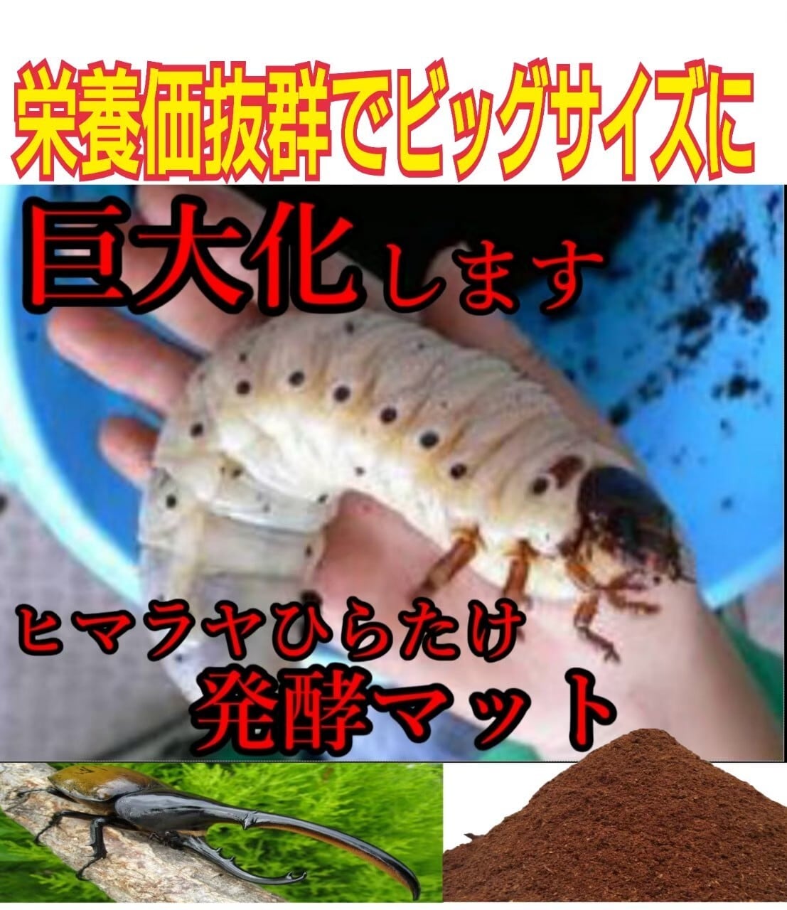カブトムシ幼虫の餌☆栄養価抜群で大きくなります！ヒマラヤひらたけ発酵マット巨大化