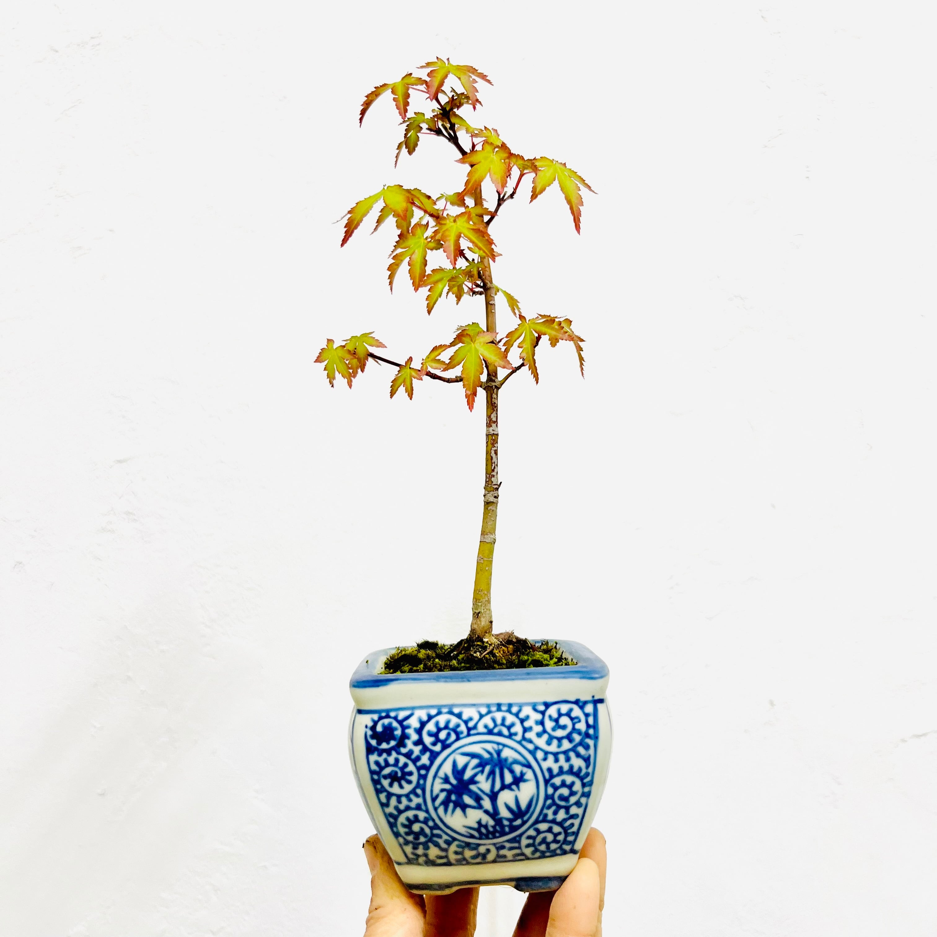 イチョウの寄植え盆栽｜小さな木立を楽しむ一点物｜高さ約30cm
