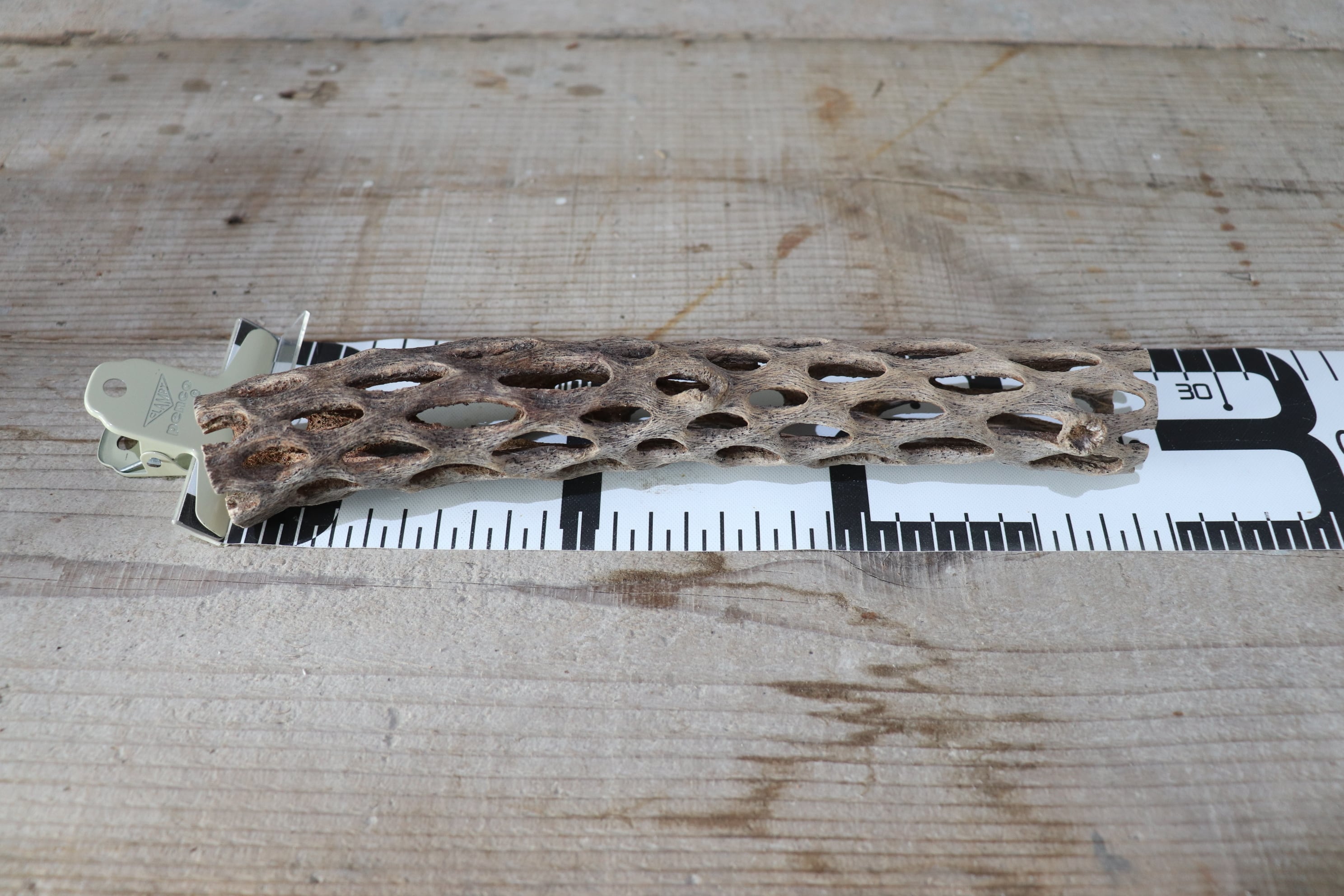 送料無料】カクタス スケルトン L (21-30cm) [L6-10] | plane plants