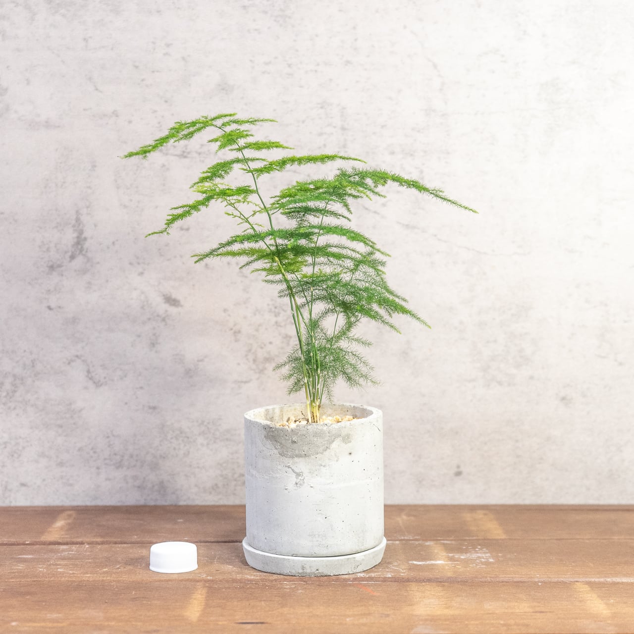 繊細なレースのような造形が際立つアスパラガス・プルモーサスナナス｜無骨な質感が植物を惹き立てる【手づくりモルタル鉢】の一点物／虫発生抑制【全国一律送料850円】