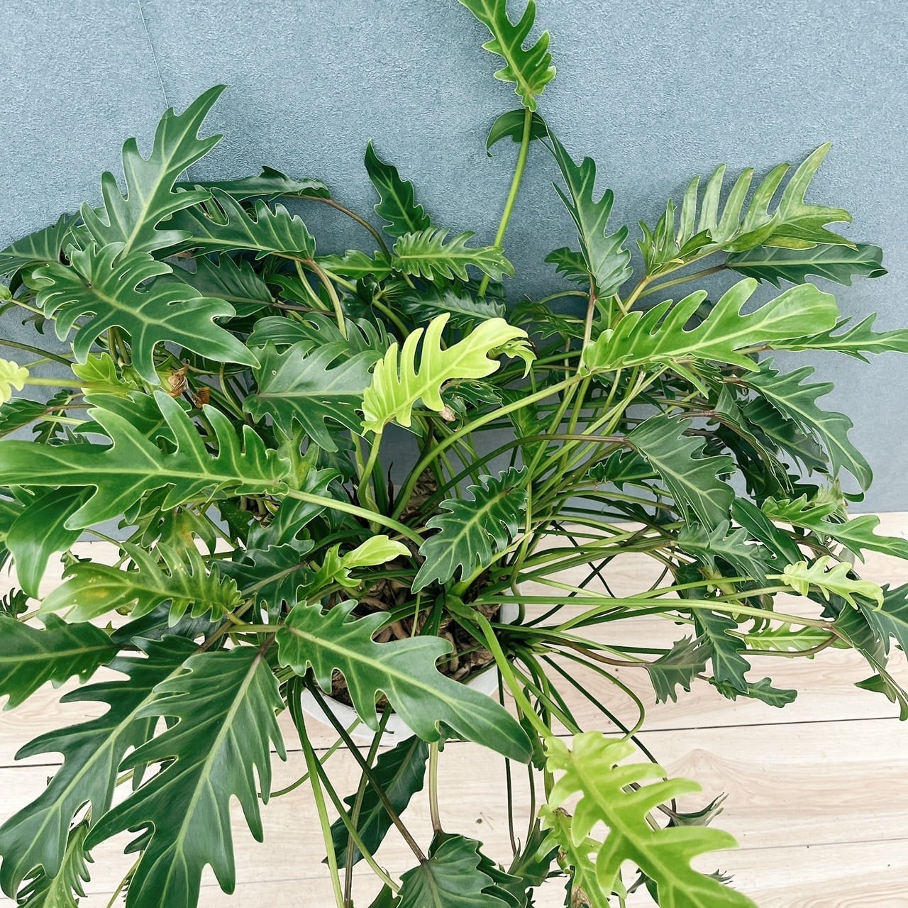 現品］2番 フィロデンドロン クッカバラ 幹上がり 9号 観葉植物 室内