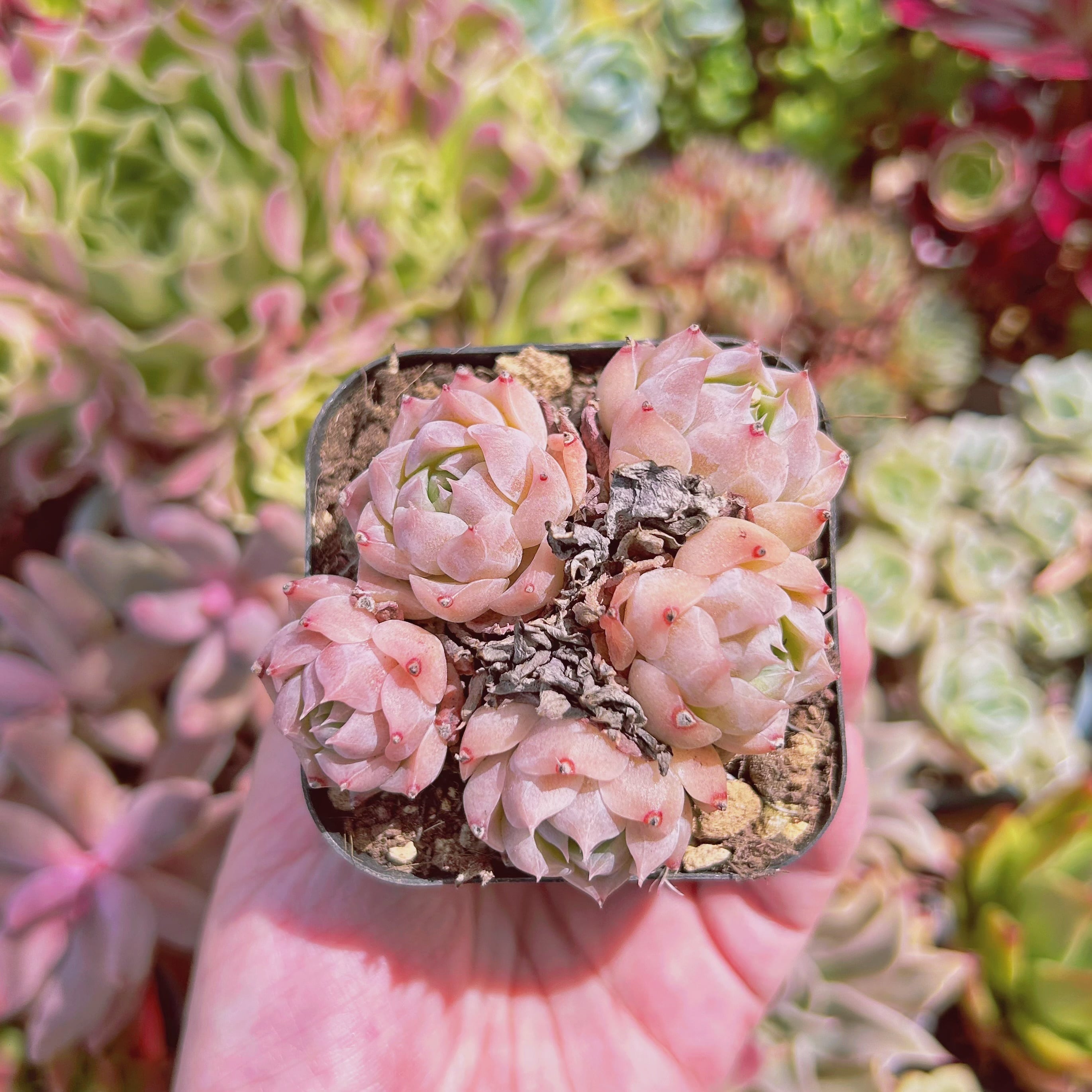 現物 多肉植物 Echeveria ピンクバニラ | るる農園~多肉植物専門