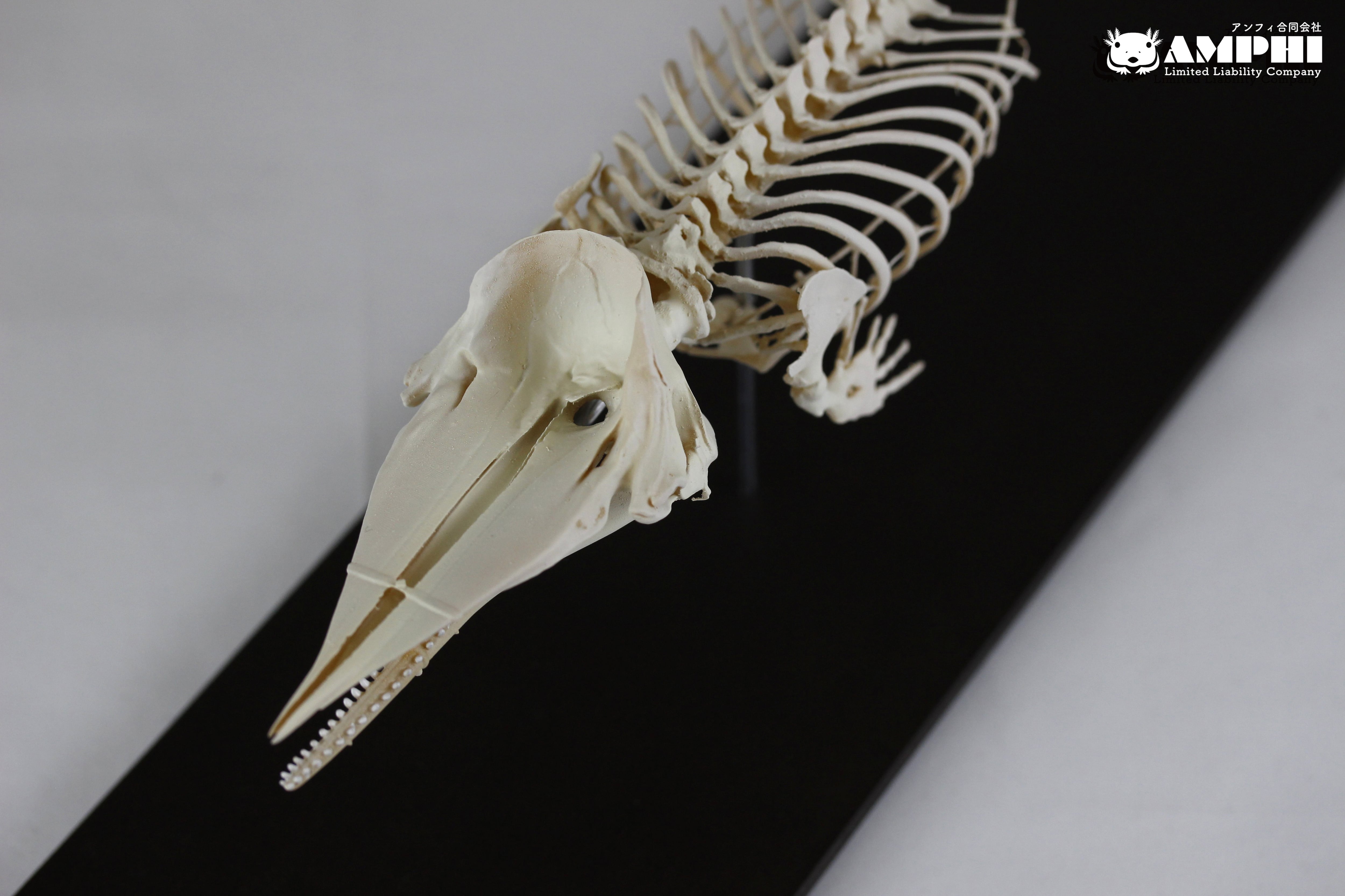 マッコウクジラ 縮小全身骨格レプリカ Sperm whale, miniature マッコウクジラ 縮小全身骨格レプリカ Sperm whale, miniature