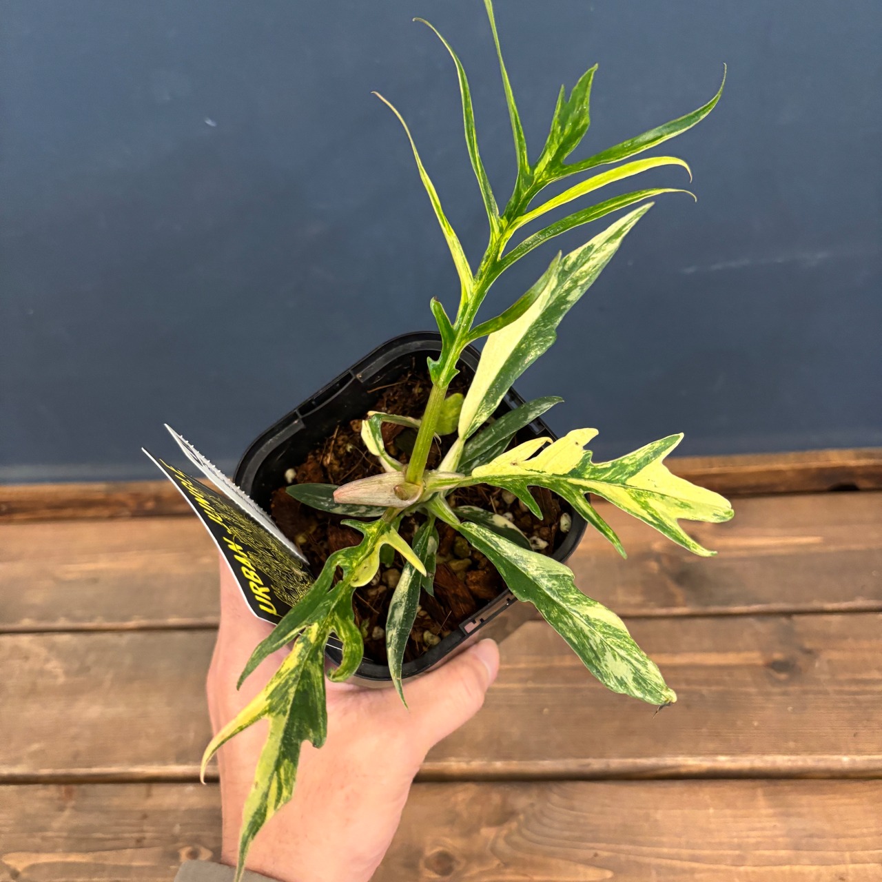 【厳選株】フィロデンドロン　トータム　斑入り【665】