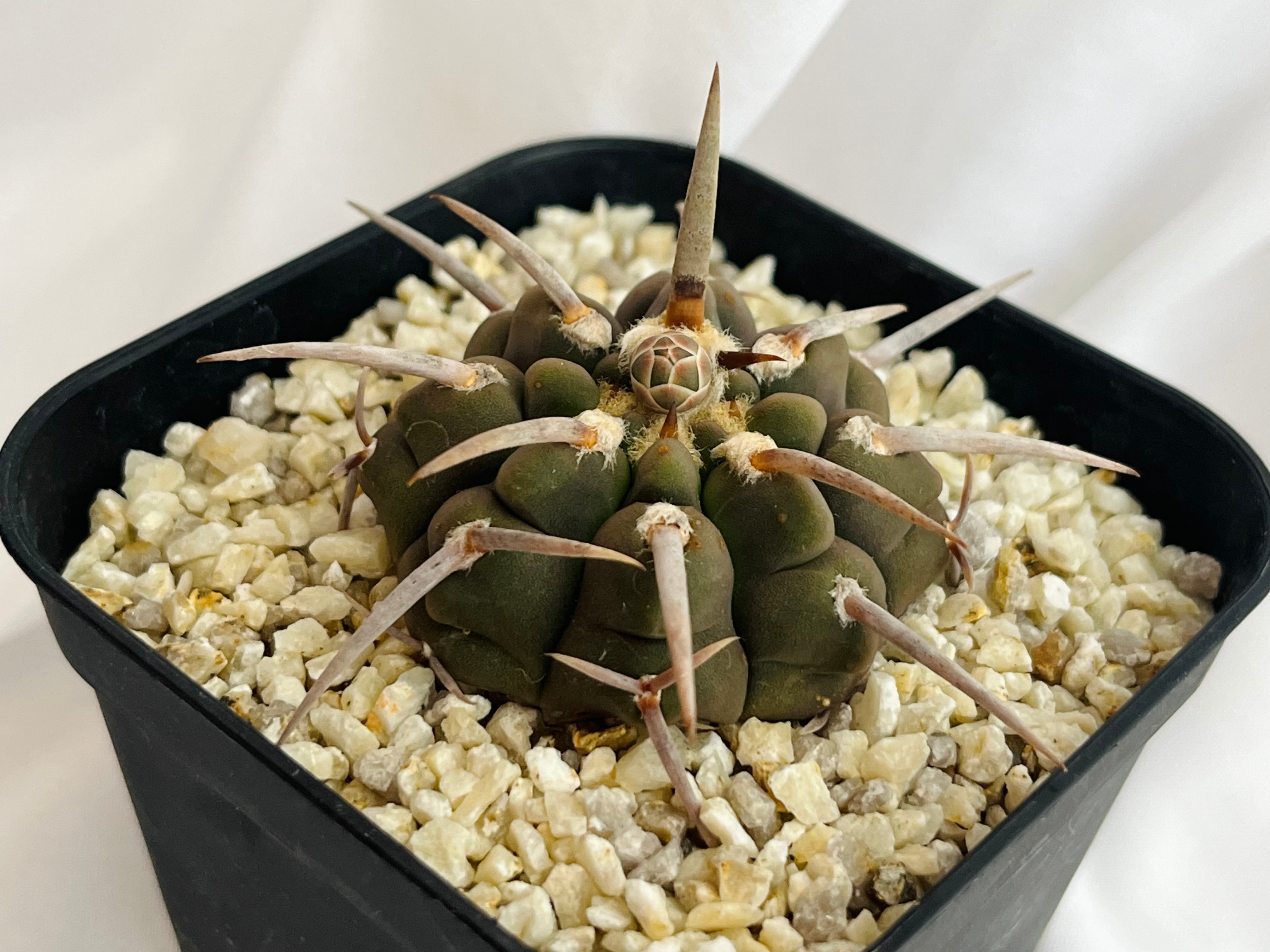 Gymnocalycium vatteri ギムノカリキウム 1本刺バッテリー サボテン