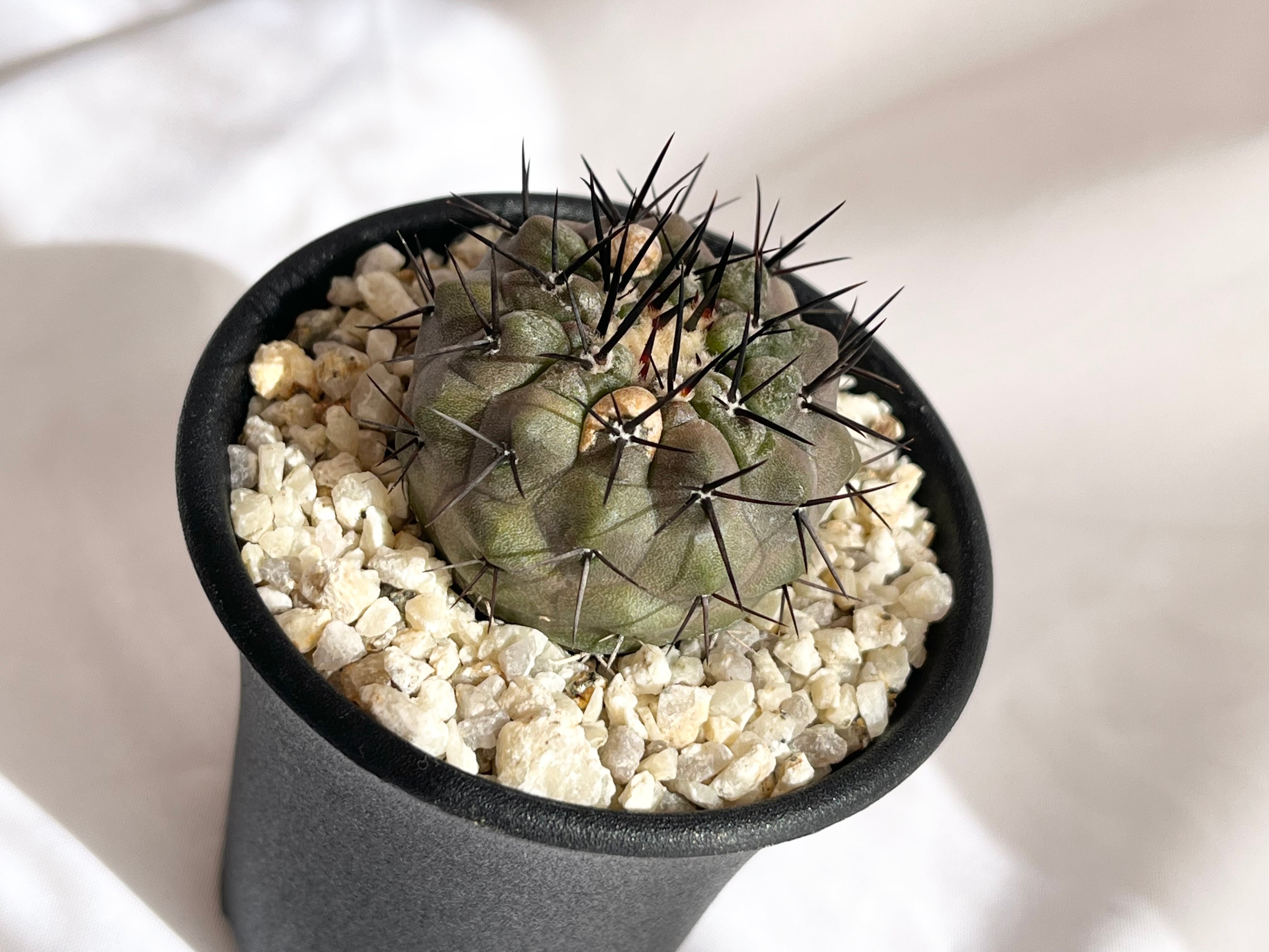 コピアポア黒王丸  Copiapoa cinerea  5頭　白肌　大サイズ