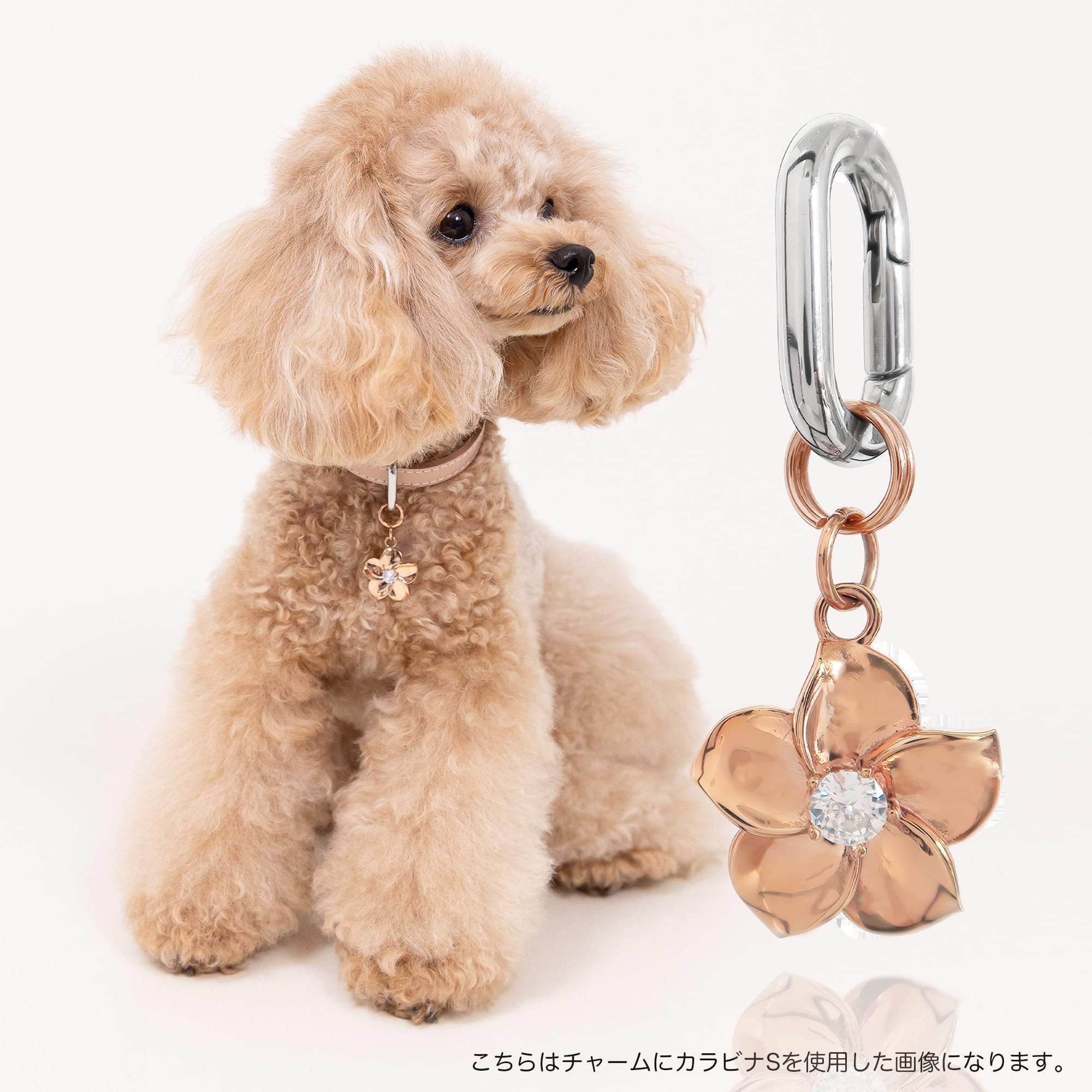 コラボレーション | Paws and Pairs