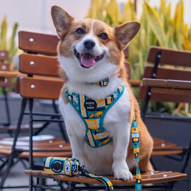 ハーネス  / PORTS + PAWS ハワイ 犬 ALOHA BEER