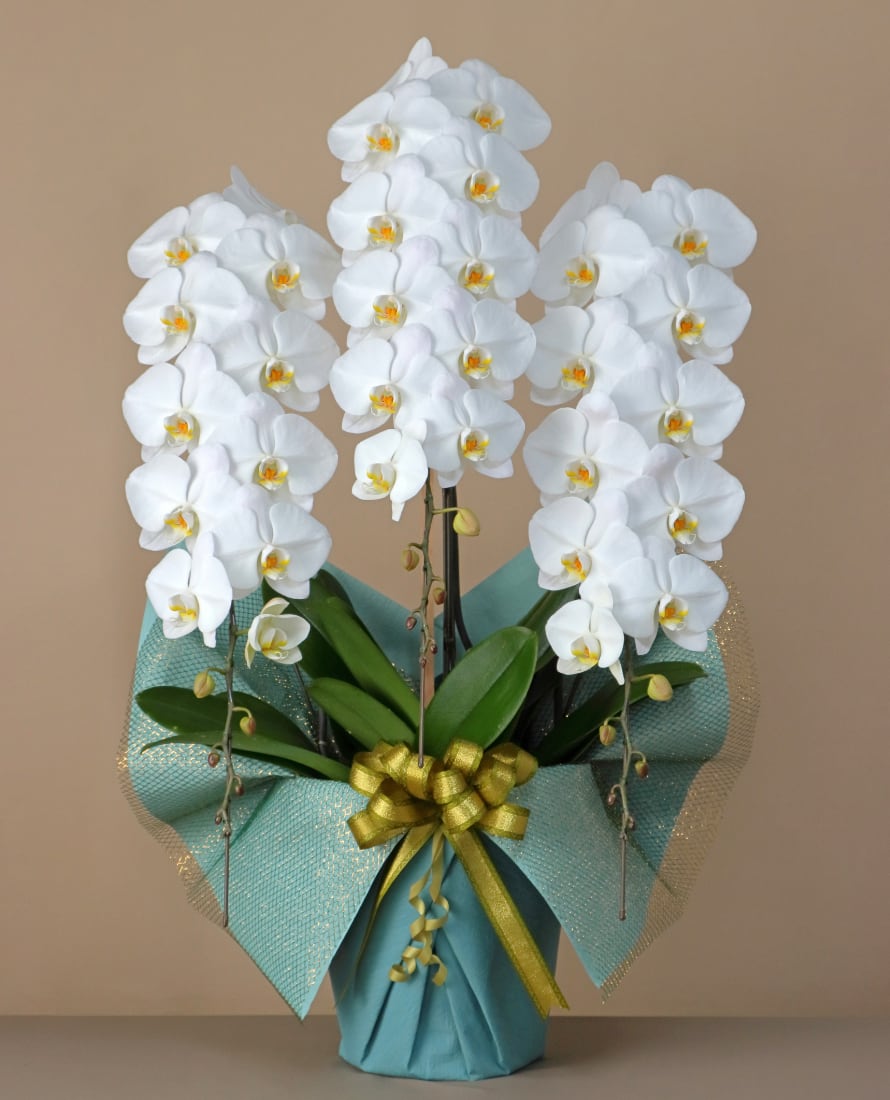 3本立 ロング(42輪~45輪程度) 白 【気品と格式を守った正統派カラー】凛とした美しさが際立つ、王道の白胡蝶蘭に仕上げました。格調高く、どのようなシーンでも安心してお贈りいただけます。