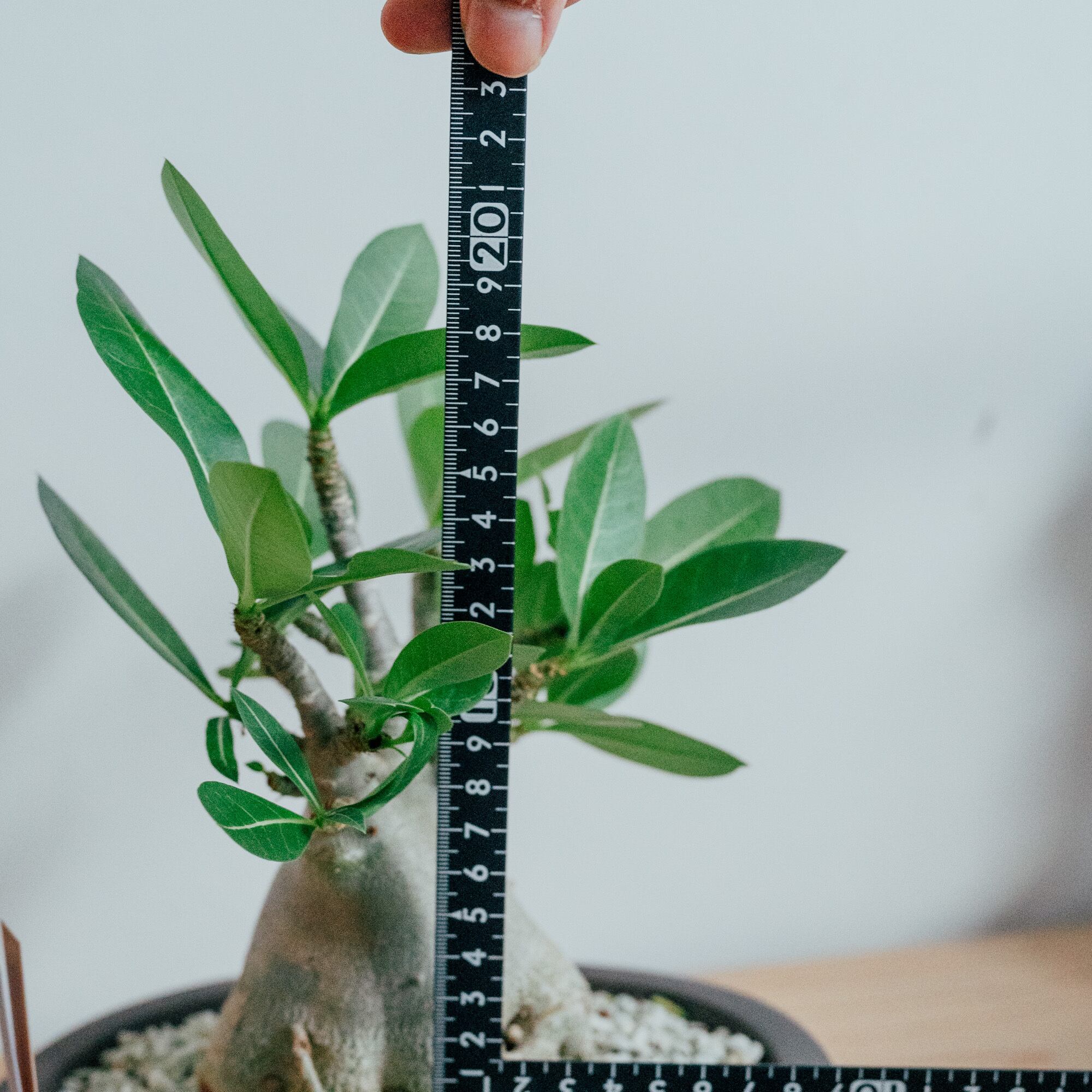 アデニウム・アラビカム・ドワーフ（Adenium arabicum 'Dwarf'）× 陶器