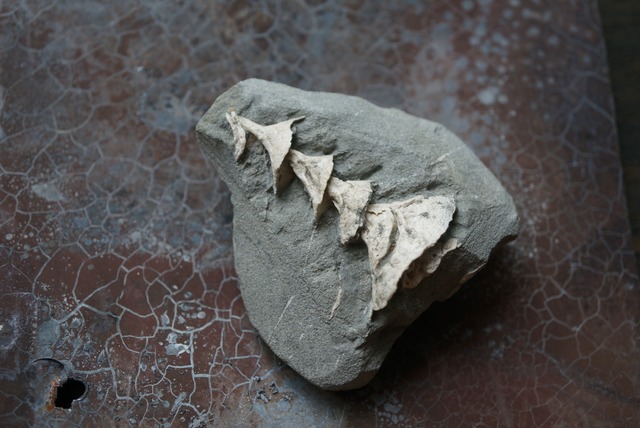 アルキメデス化石 Archimedes sp. 1590