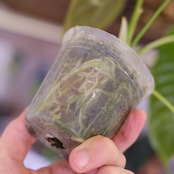 アンスリウム・ベイチー│Anthurium Veitchii③│観葉植物