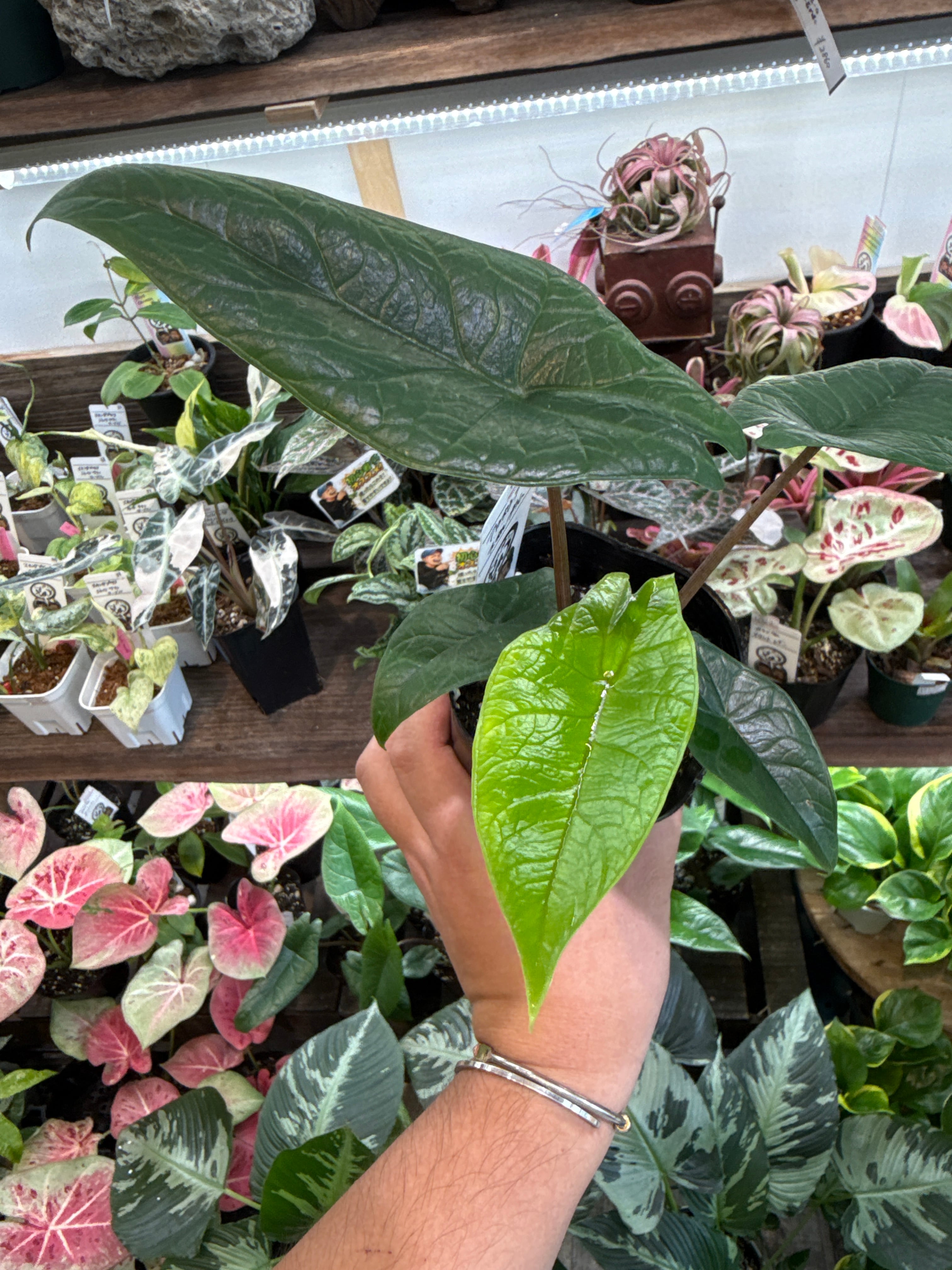 アロカシア スカルプラム | Gardenえん 【観葉熱帯植物】