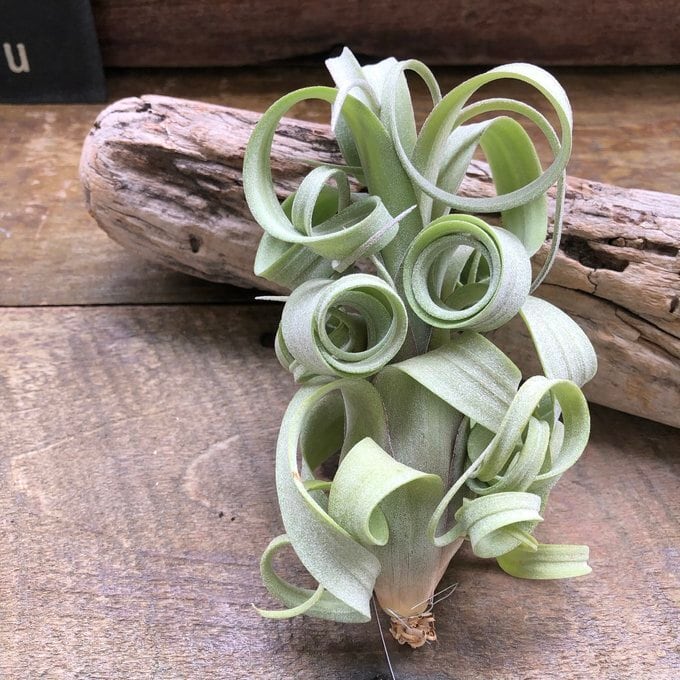 希少 交配種 カーリースリム チランドシア エアープランツ | 植物の店