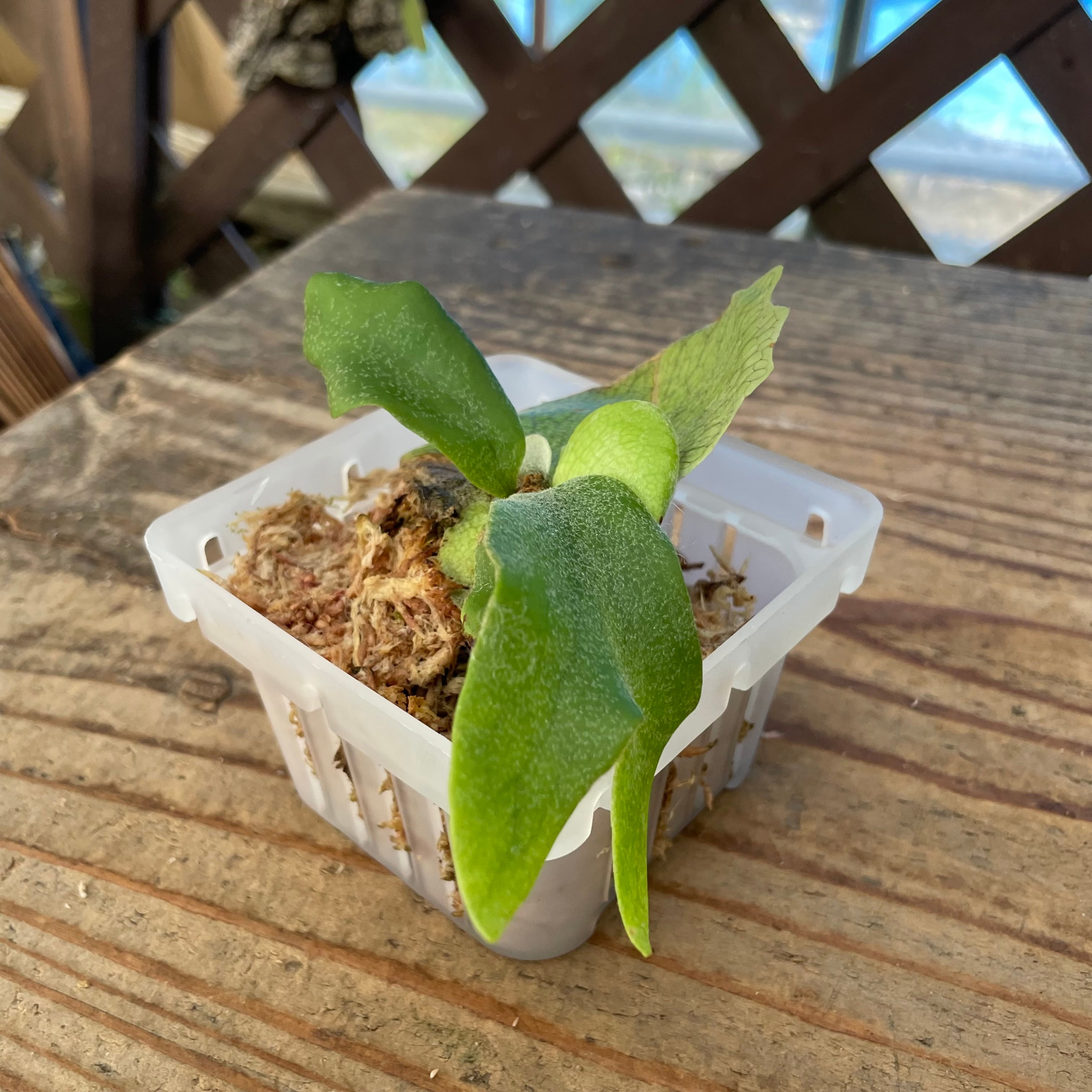 ビカクシダYellow moon spore dwarf selected 子株