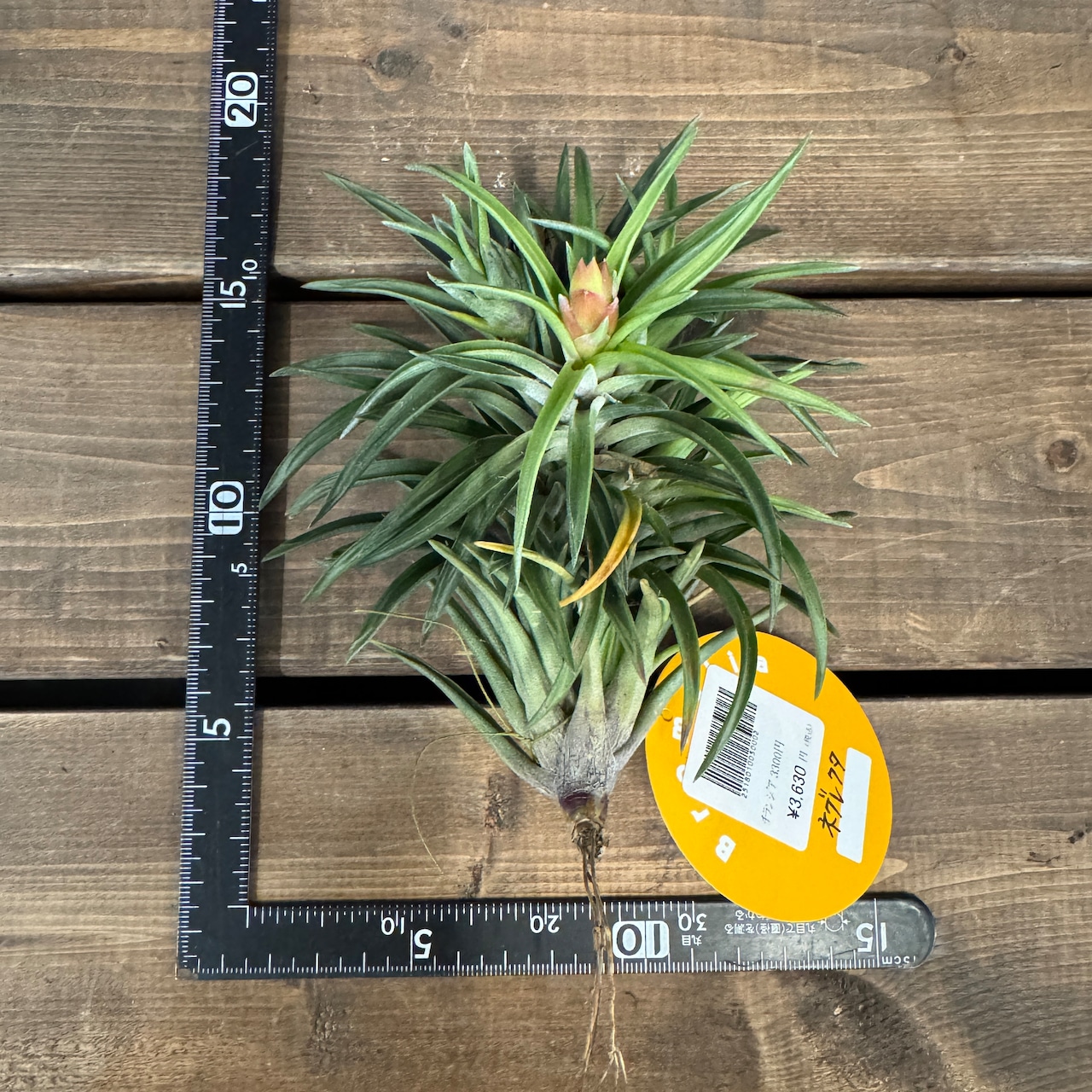 チランジア ネグレクタ【213】