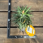 チランジア ネグレクタ【213】