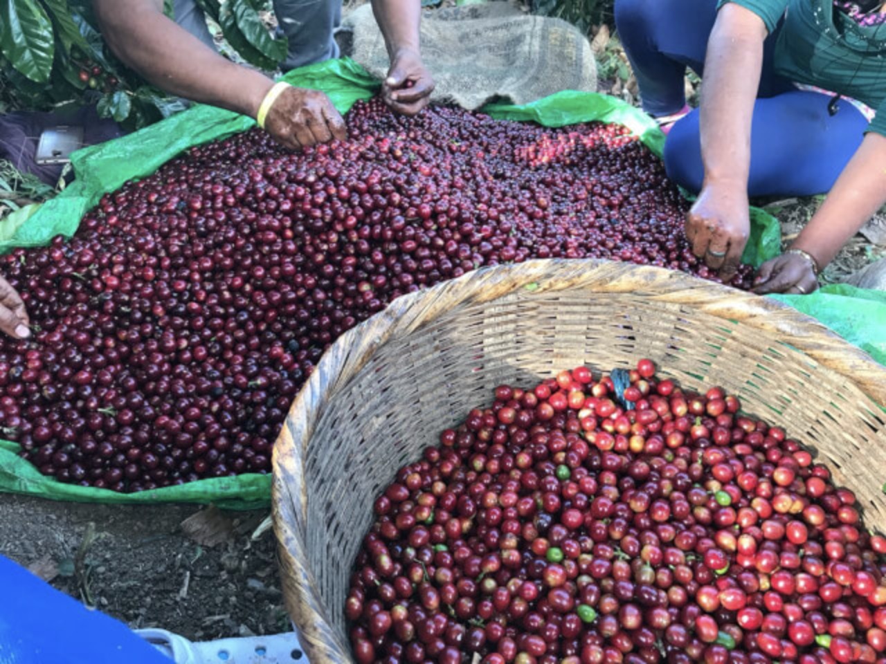 エルサルバドル【 ラ・レフォルマ農園 】200g 画像3