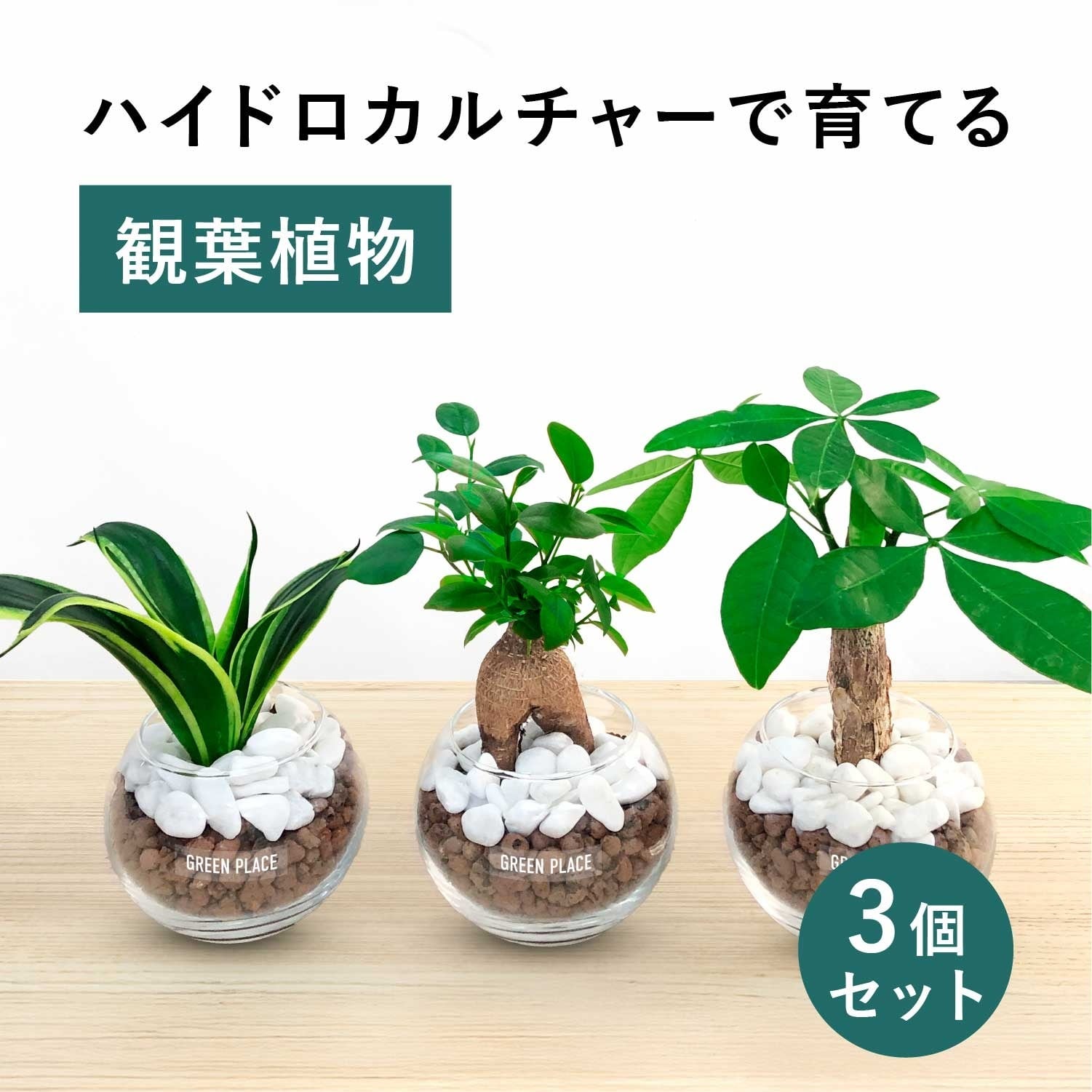 化粧石付き】 3点セット パキラ ガジュマル サンスベリア | GREEN PLACE