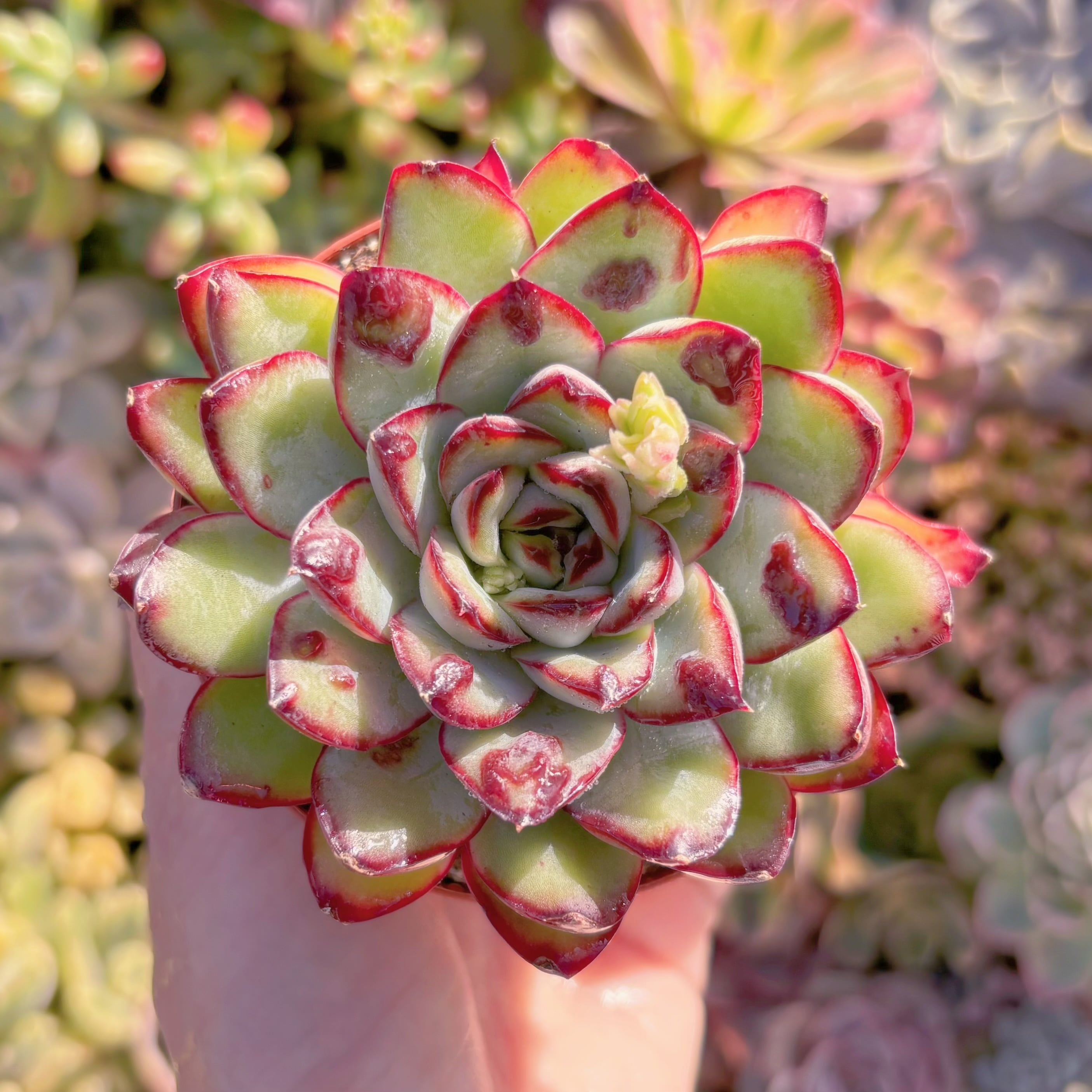 現品　コブレッドエッジ#M060　るる農園