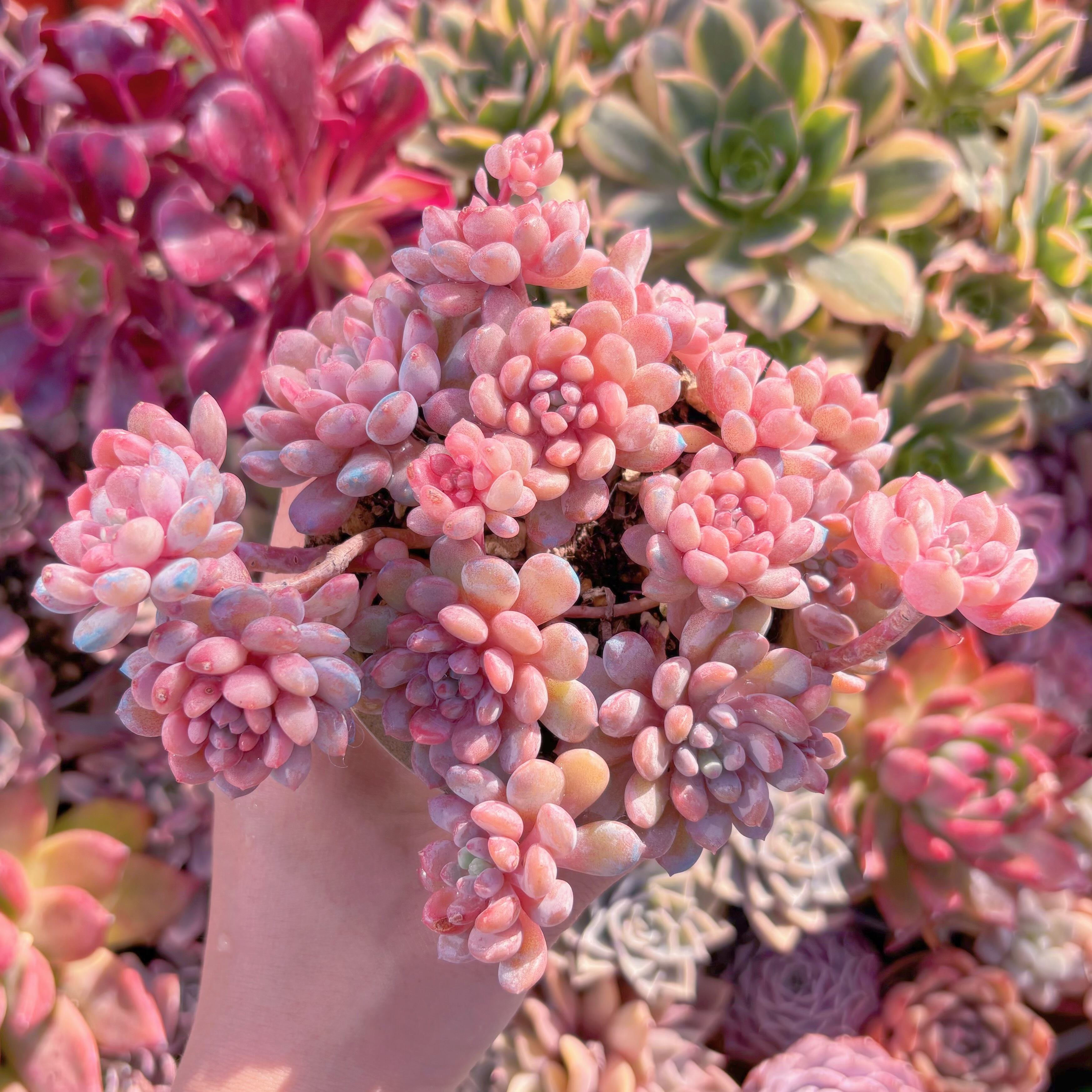 現品　萌豆#656    大群生　るる農園