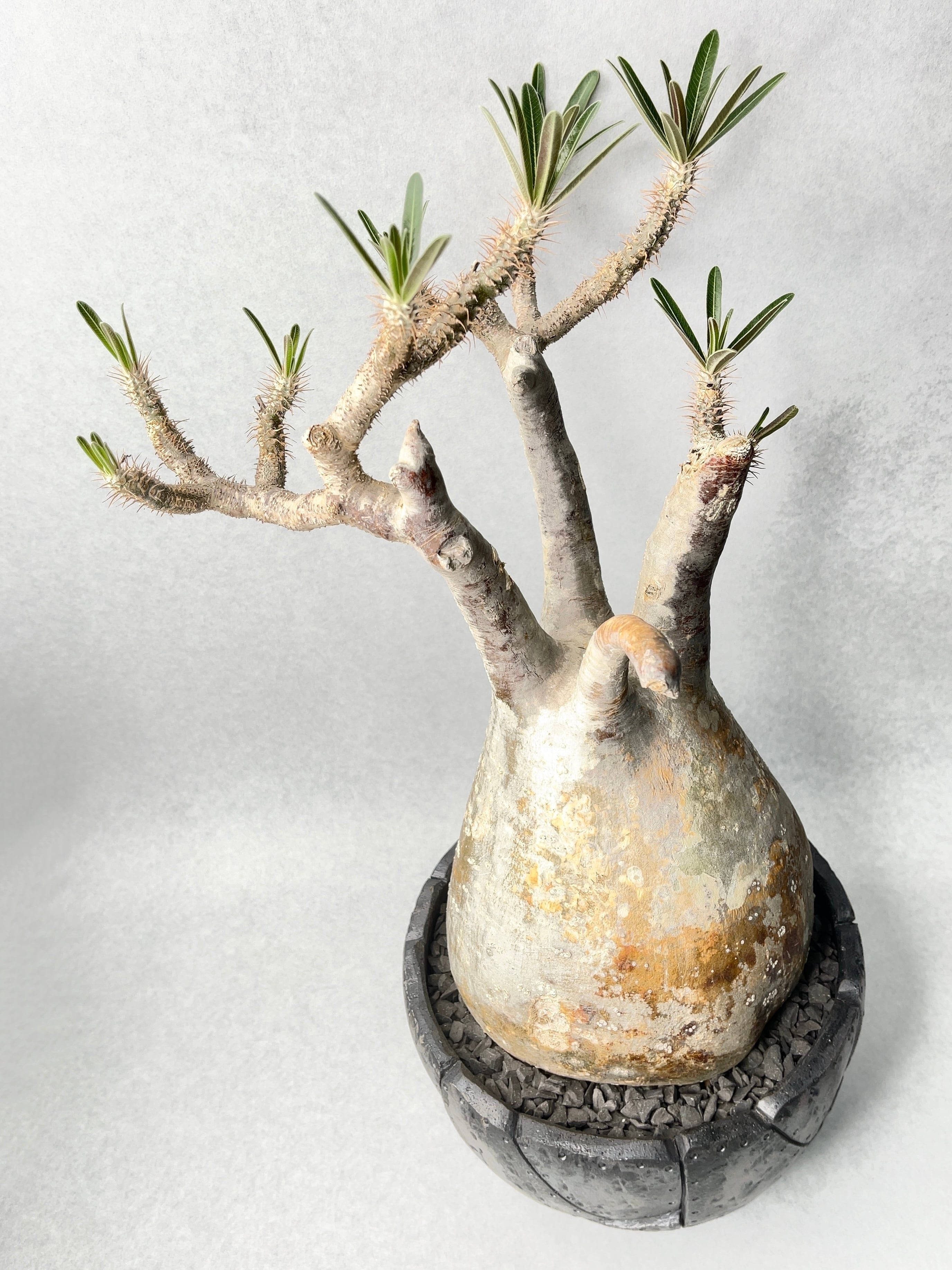 パキポディウム グラキリス 細葉個体 パキポディウム・グラキリス(24dec24.v01-57) | GOOD DAYS