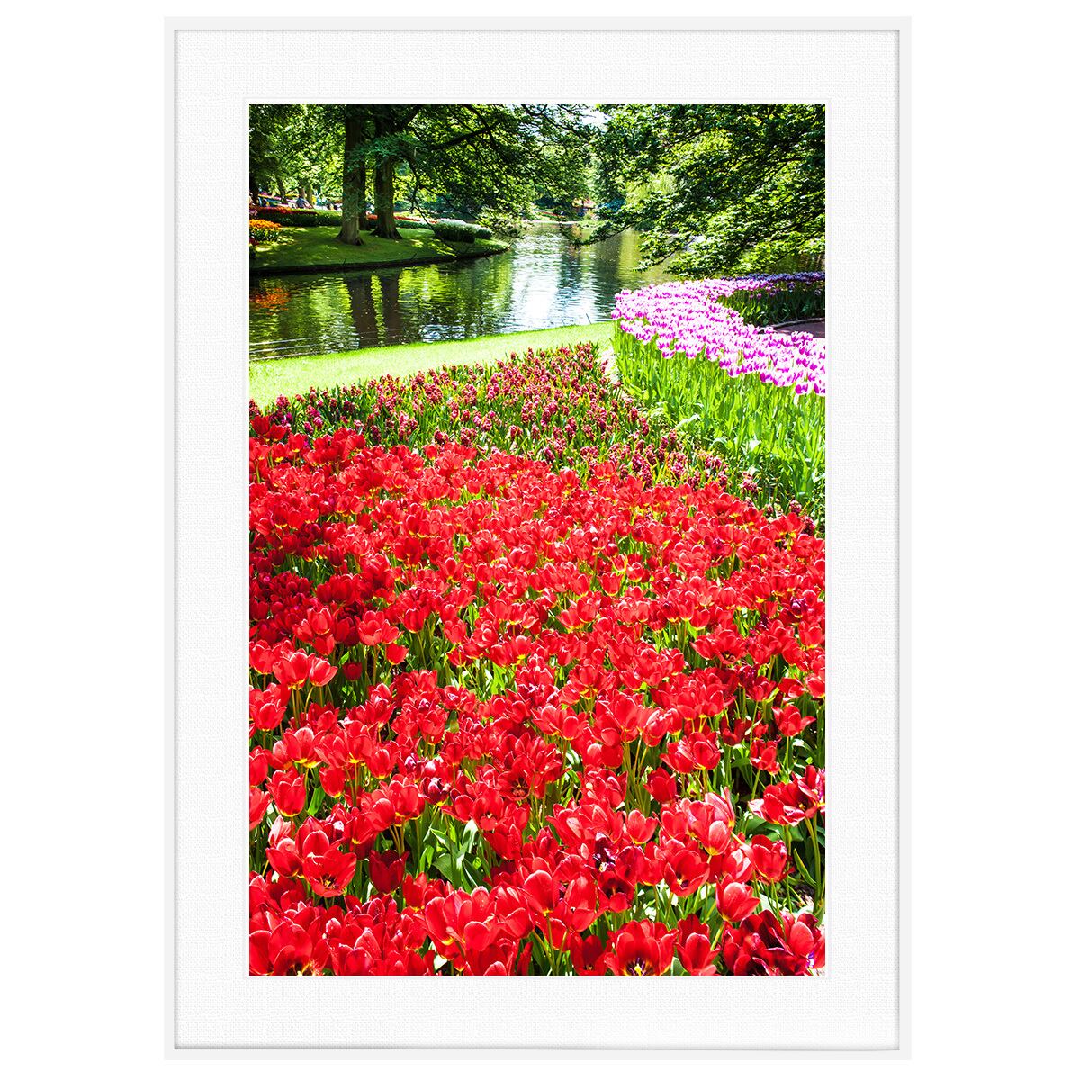 花写真 オランダのチューリップ畑 インテリアアートポスター額装