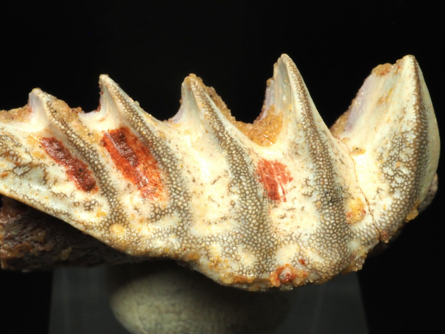 新生代　哺乳類　歯化石　モロッコ　極美麗 新生代 哺乳類 歯化石 モロッコ 極美麗 新生代 哺乳類 歯化石 モロッコ