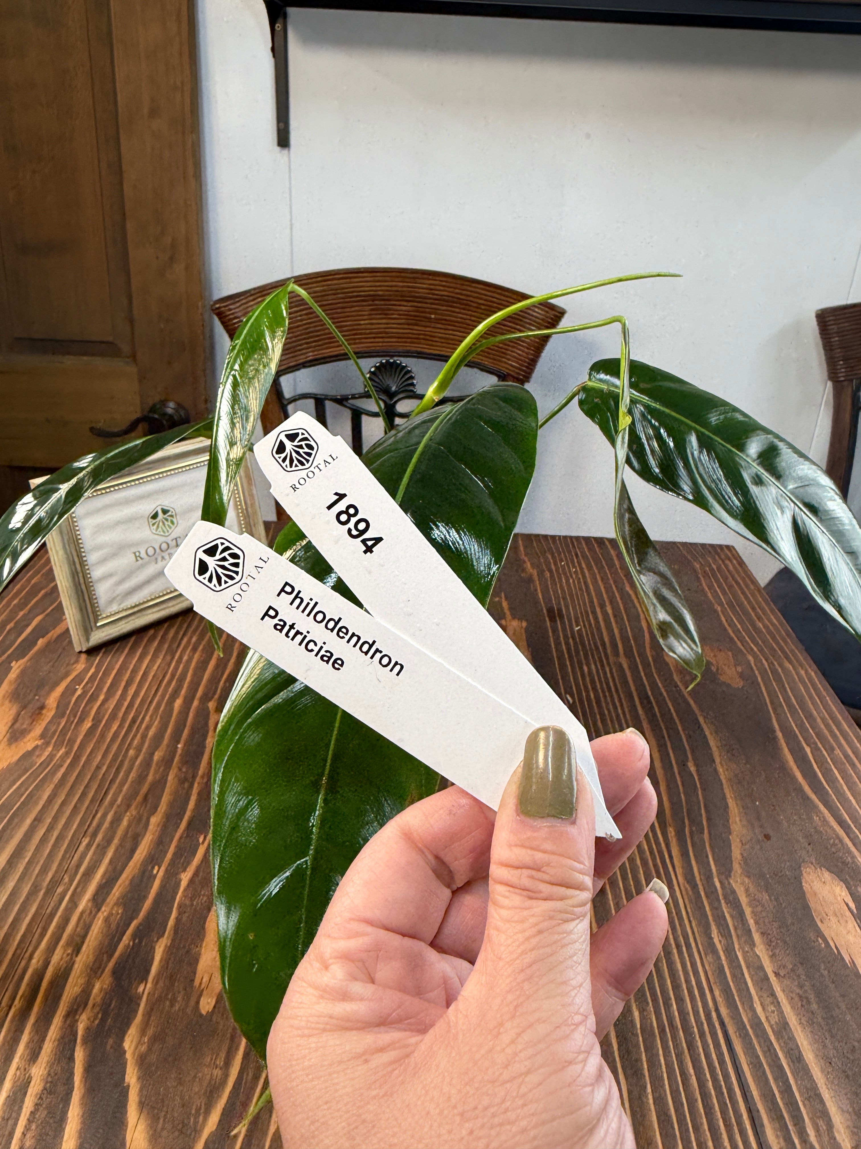 ★1894【流れる葉姿】フィロデンドロン パトリシアエ(10cm口径ポット)