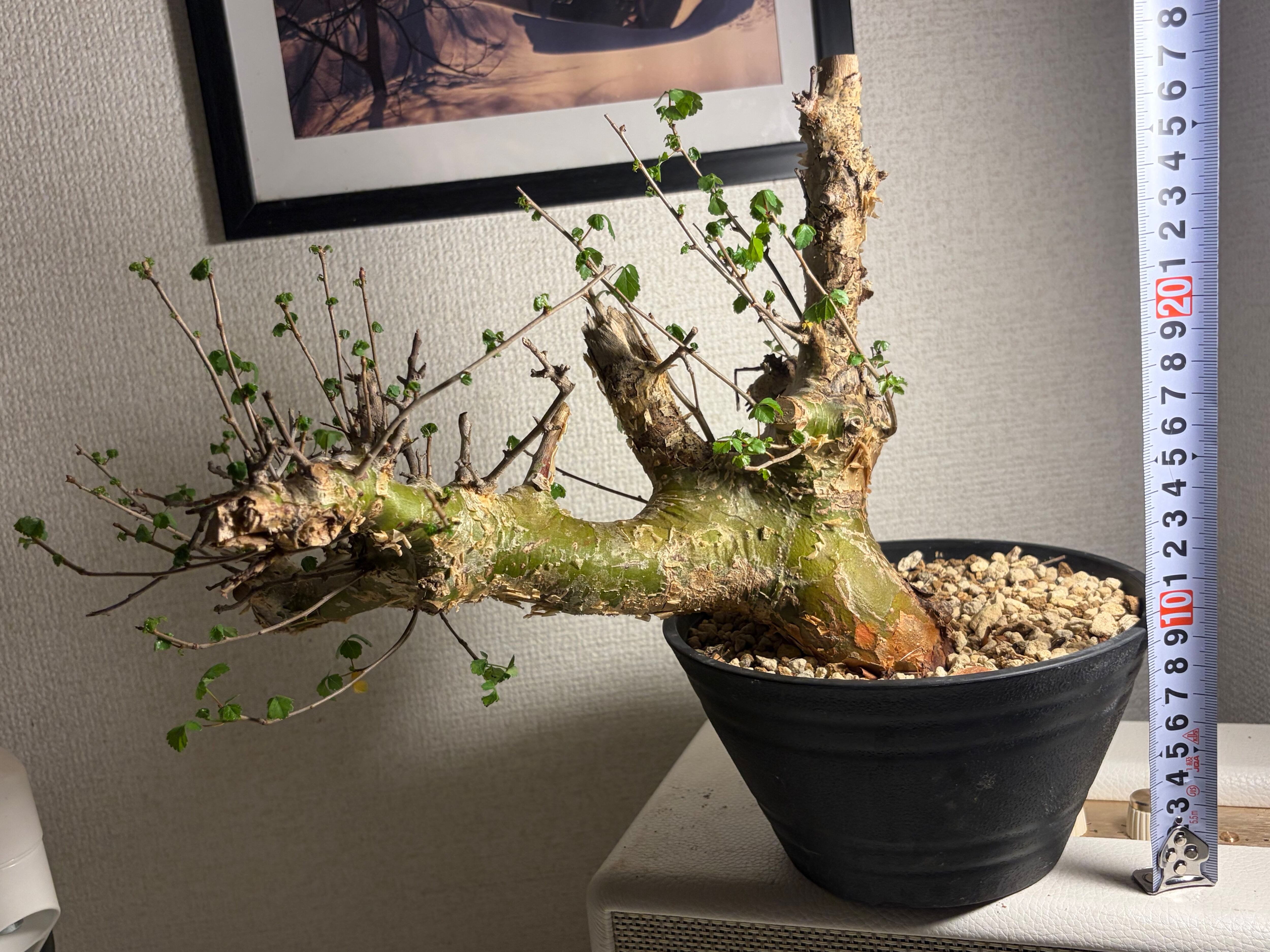 コミフォラ シクロフィラ 塊根植物 エイル アフリカーナ