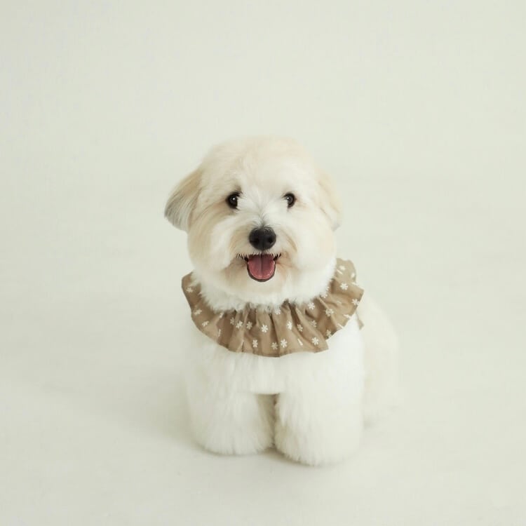 OHDIBS】 | ropet