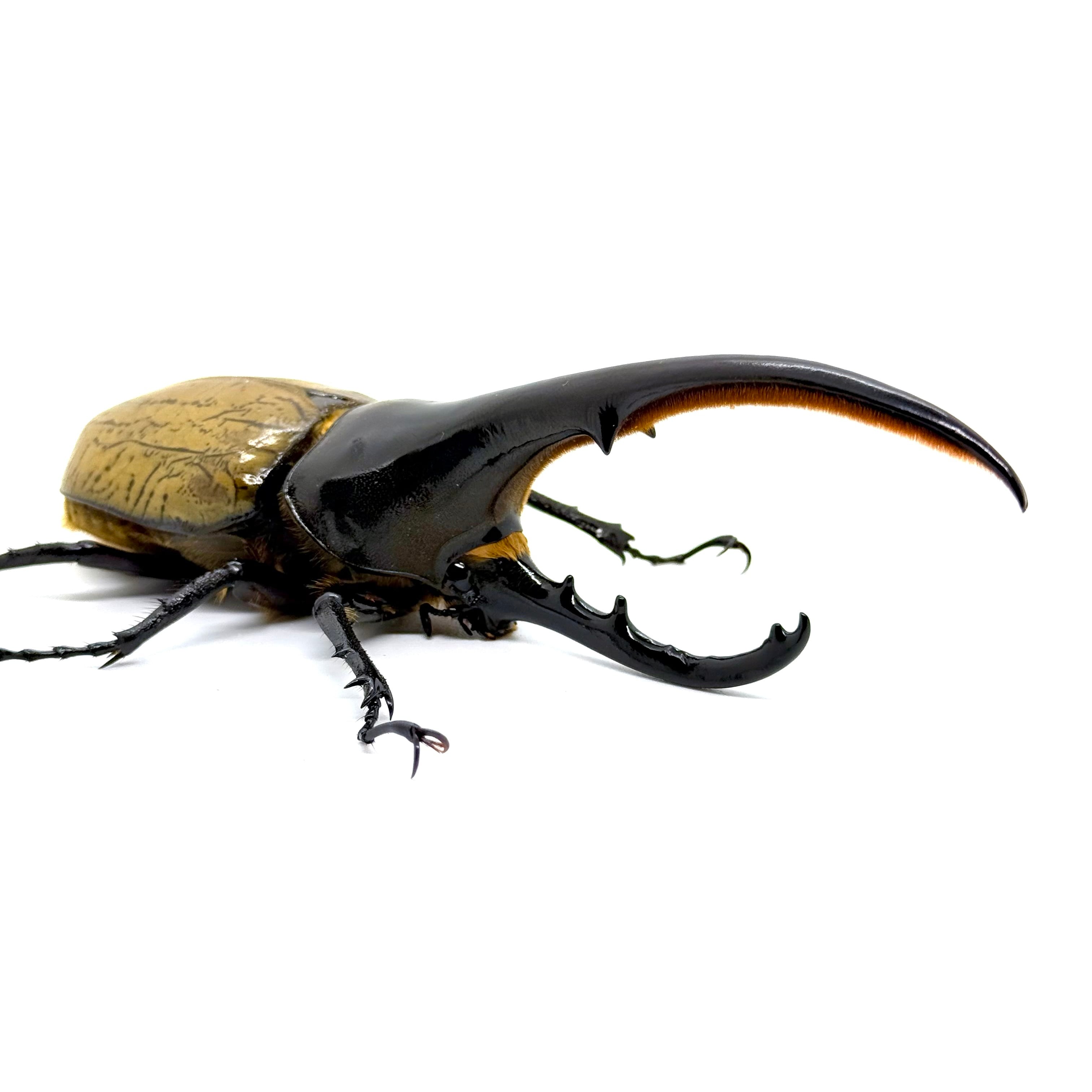 144㎜ / 成虫 / オス / ヘラクレスオオカブト | HERCULES-TOKYO