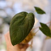 パピリラミナム(FS)×アンスリウム エース オブ スペード(AOS)⑦/ Papillilaminum ‘Fort Sherman' × Anthurium Ace of spades / 観葉植物