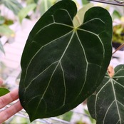 Anthurium 'Black Velvet' × Magnificum / アンスリウム ブラックベルベット×マグニフィカ厶