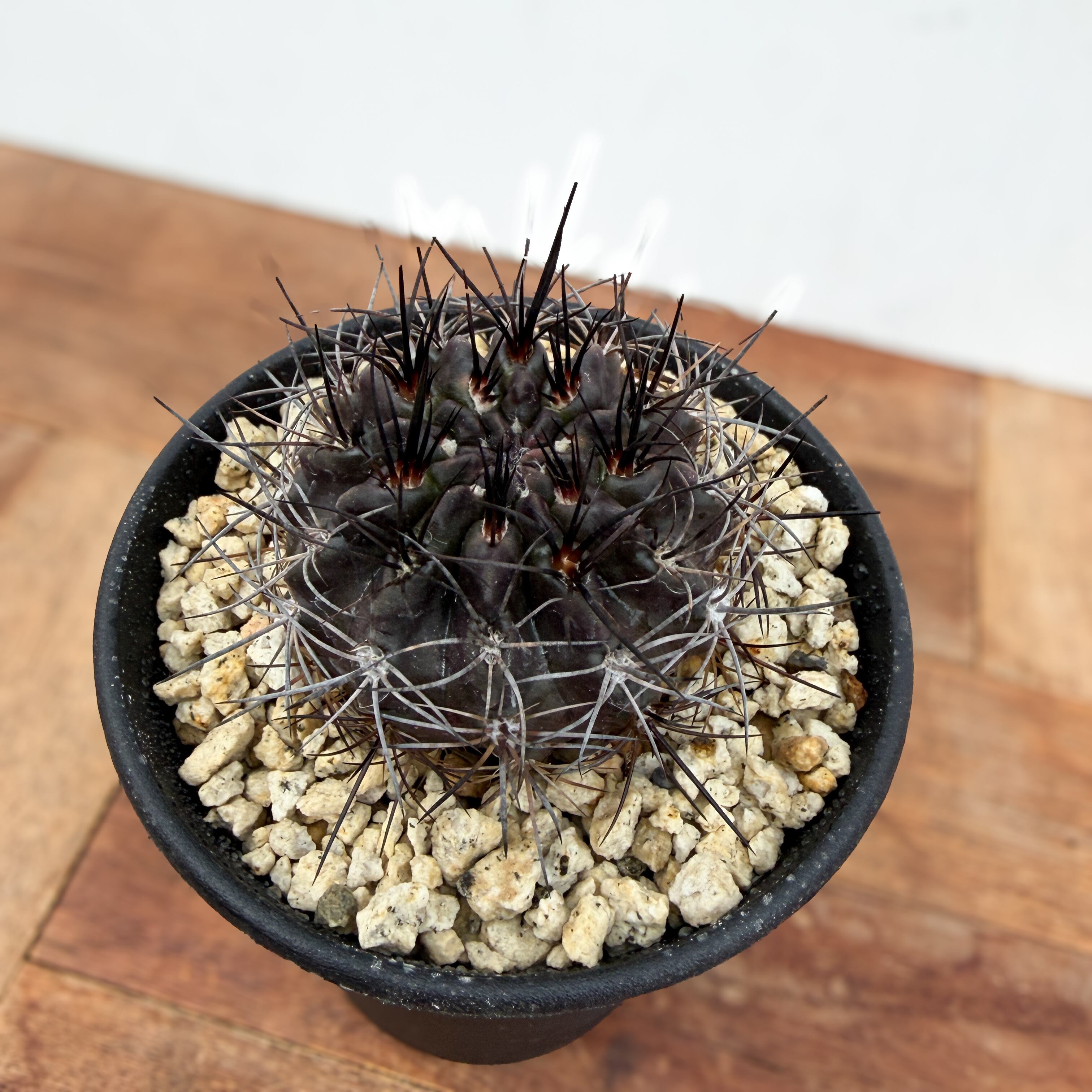 Neochilenia pulchella v.esmeraldana【ネオチレニア・プルケラ・実生