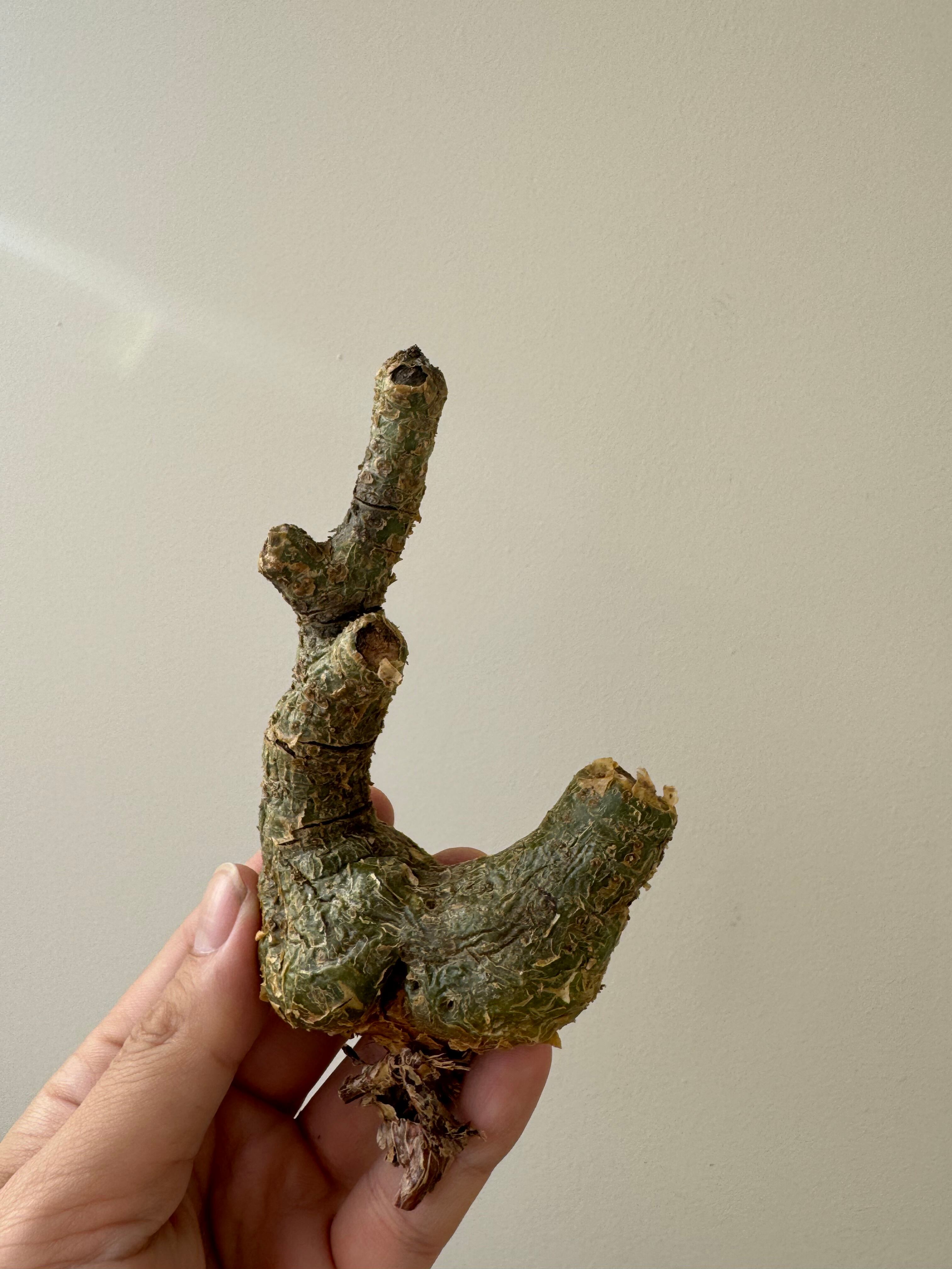 新着】Tylecodon pearsonii 3【1/6までの販売・発根管理用にシンプル