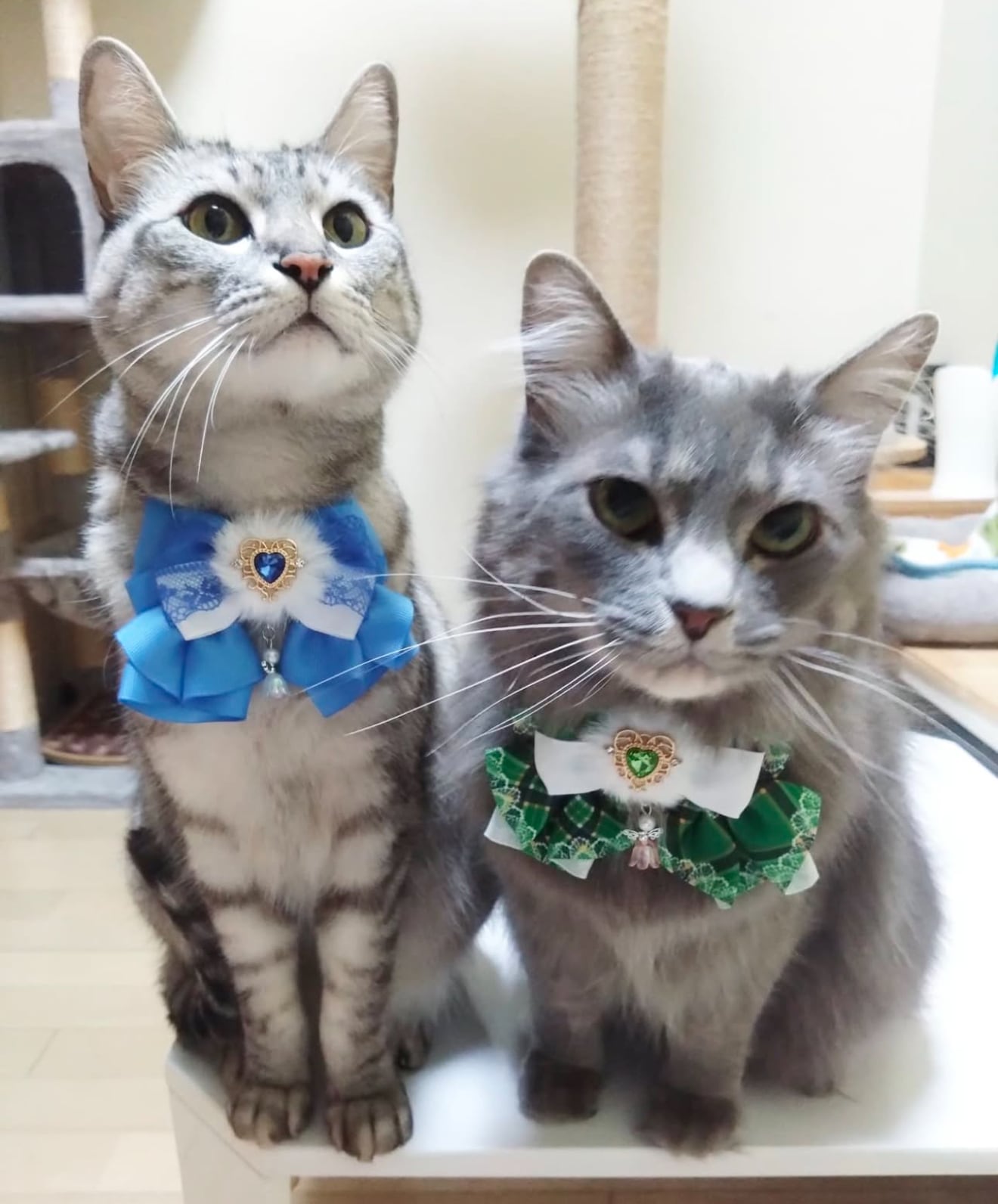 ハートチョーカー】レギュラーサイズ 犬猫チョーカー リボン 犬用 猫用