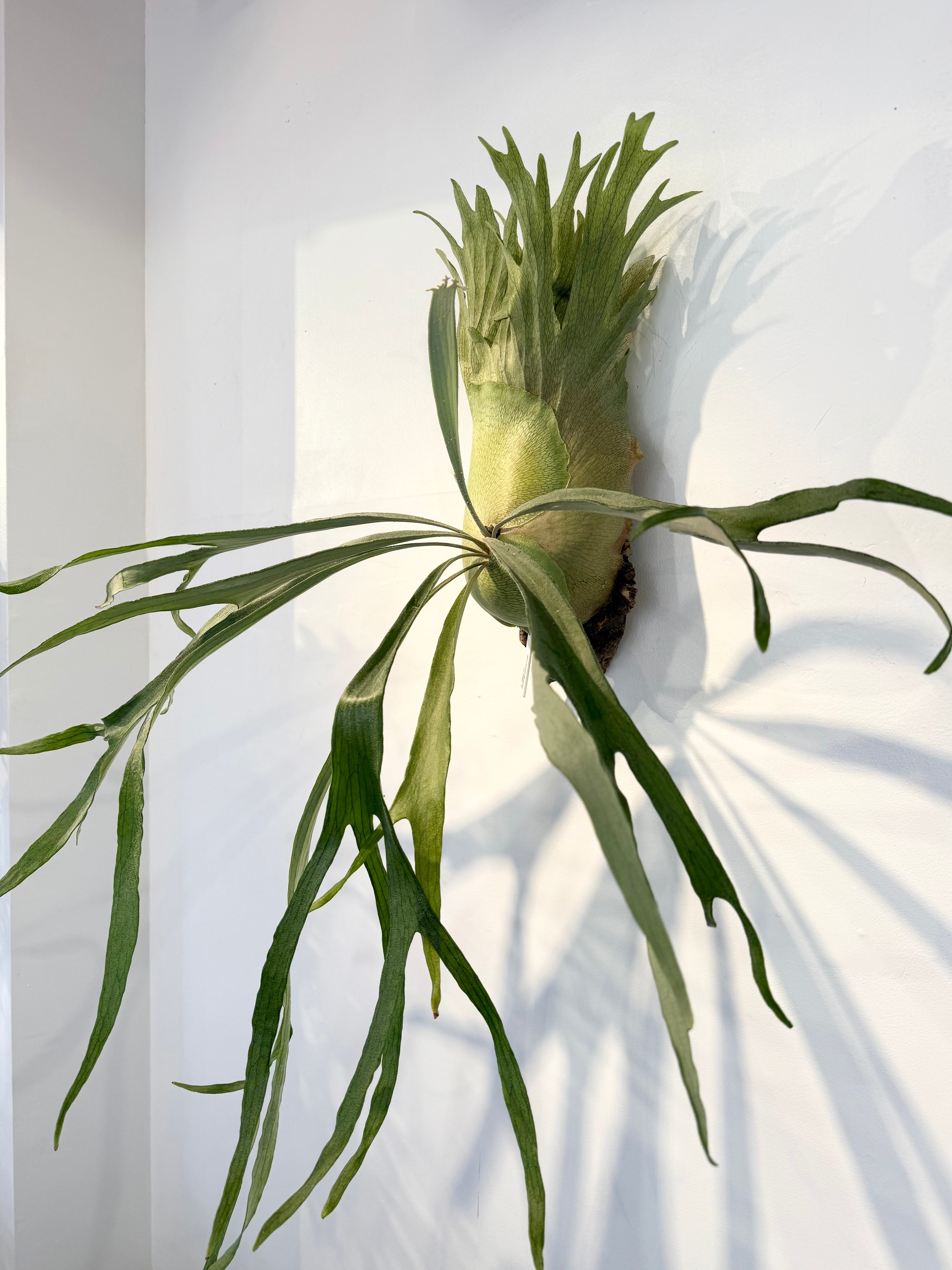 P. 'Ubon #1' ビカクシダ 'ウボン #1' | vandaka plants