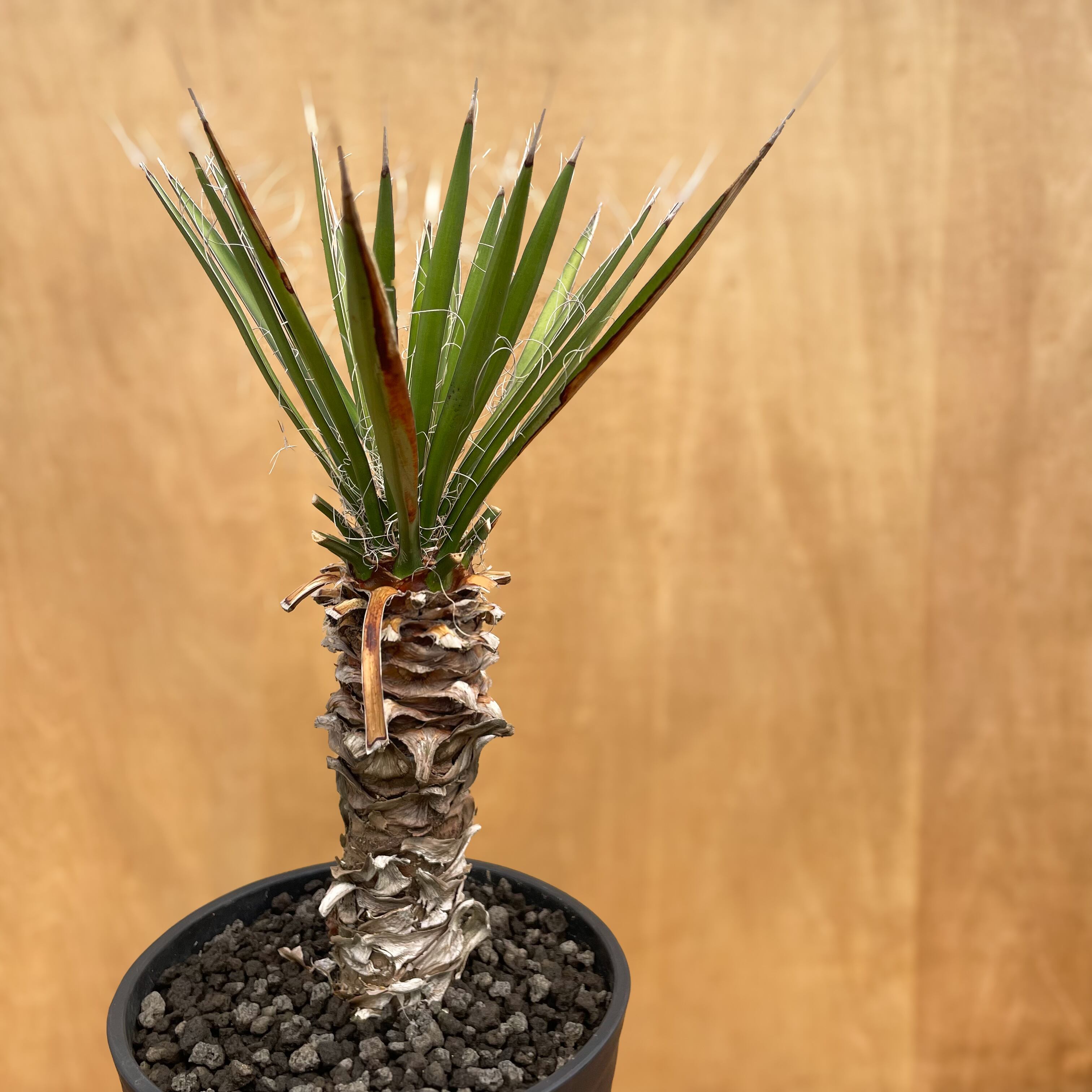 #71 ユッカフィリフェラ （Yucca Filifera） 発根済 11 ユッカ フィリフェラ Yucca filifera（発根済） 【公式通販】
