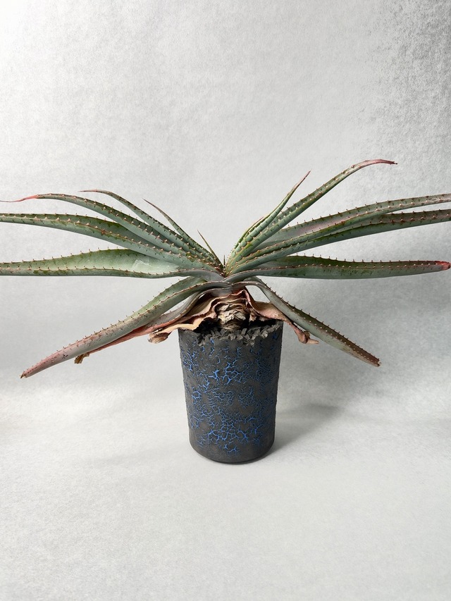 ３０.アロエ・スプラフォリアータ