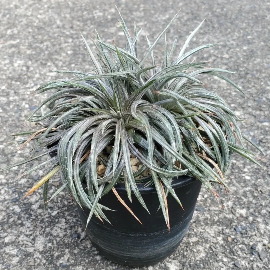 F00477_Dyckia choristaminea 'Purple Form'：ディッキア