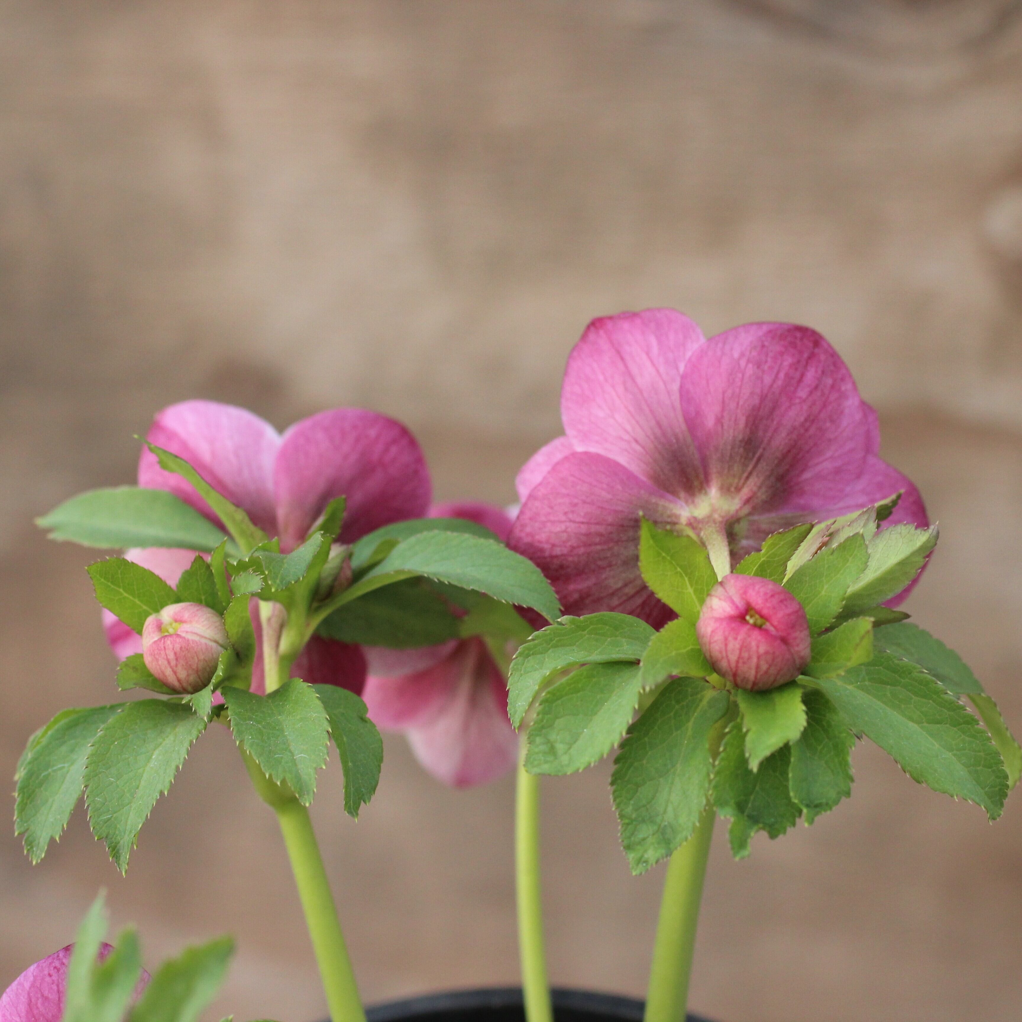 WS26-072 クリスマスローズ ウィンターシンフォニー ピンクフラッシュ